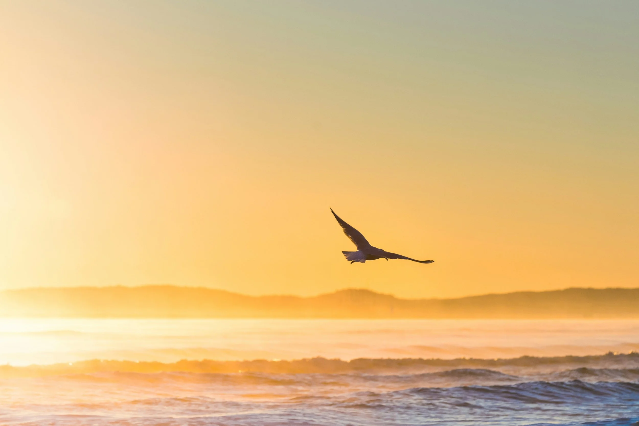 Bird soaring above the sea in the sunset.