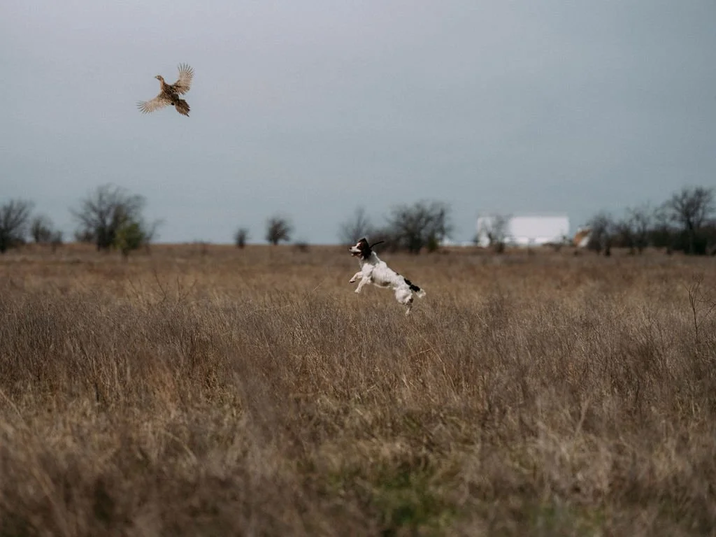 An English Cocker Spaniel jumping in a field flushing a bird.