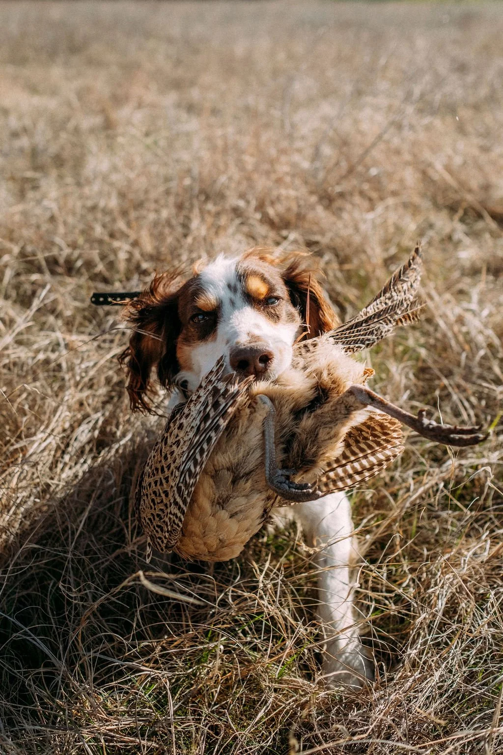 An English Cocker holding a large bird in its mouth in a grassy field.