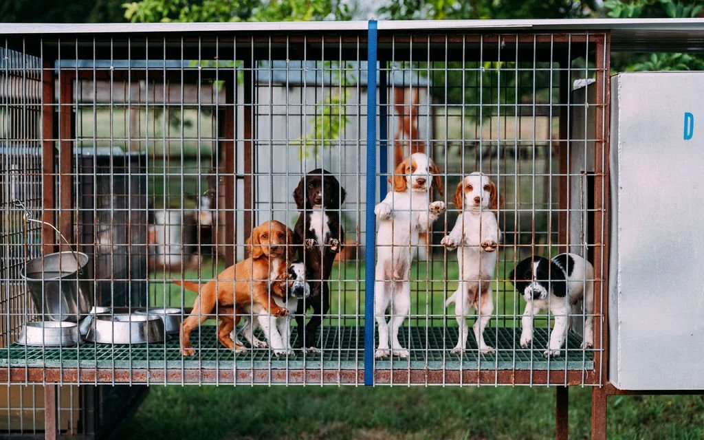 Six English Cocker Spaniel puppies in kennel, with some standing and some lying down, and feeding bowls to the left.