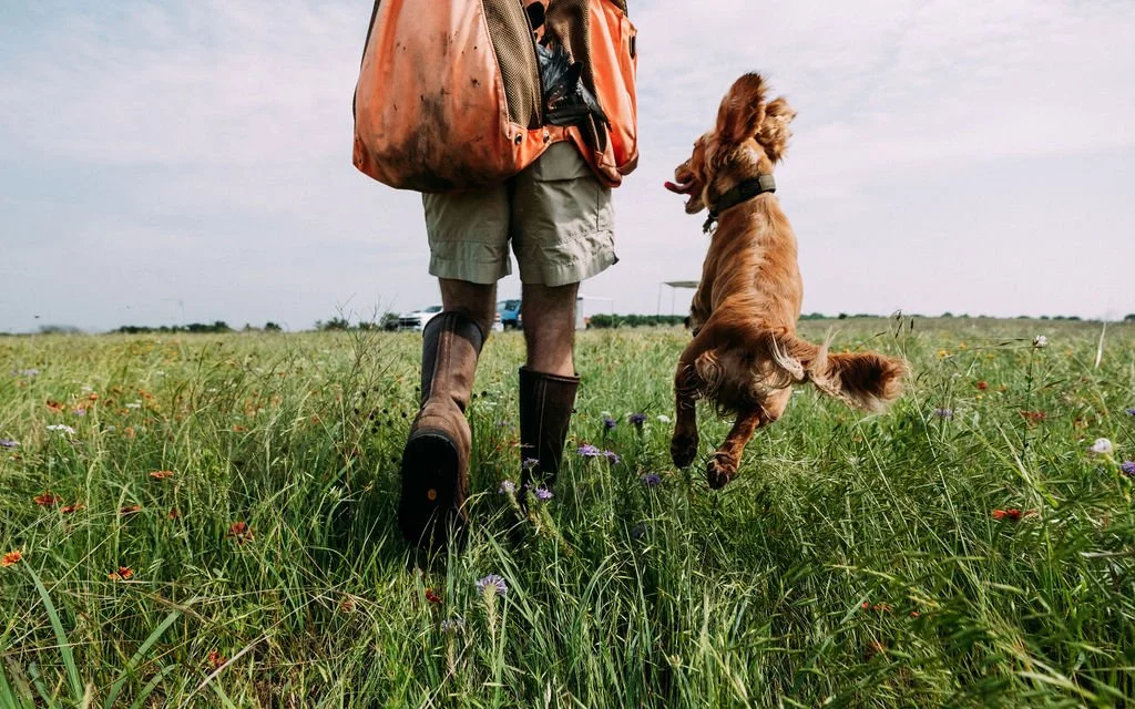 Person walking through a grassy field with an English Cocker Spaniel, carrying a backpack and wearing boots and shorts.