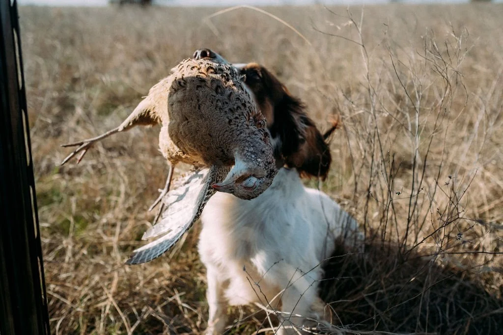 English Cocker Spaniel with a bird in its mouth in a grassy field.