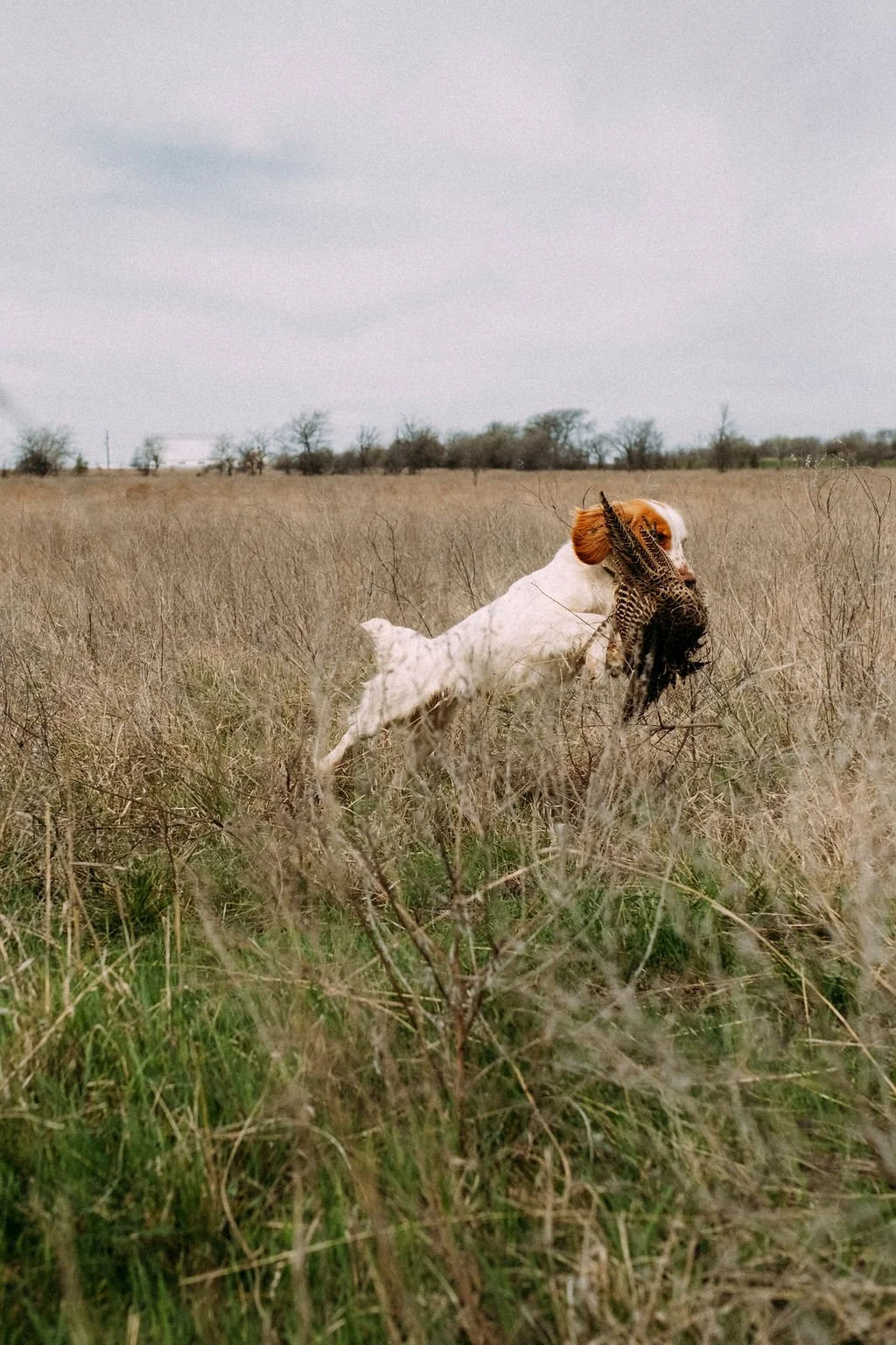 An English Cocker in open field carrying a large bird in its mouth, tall dry grass, overcast sky.