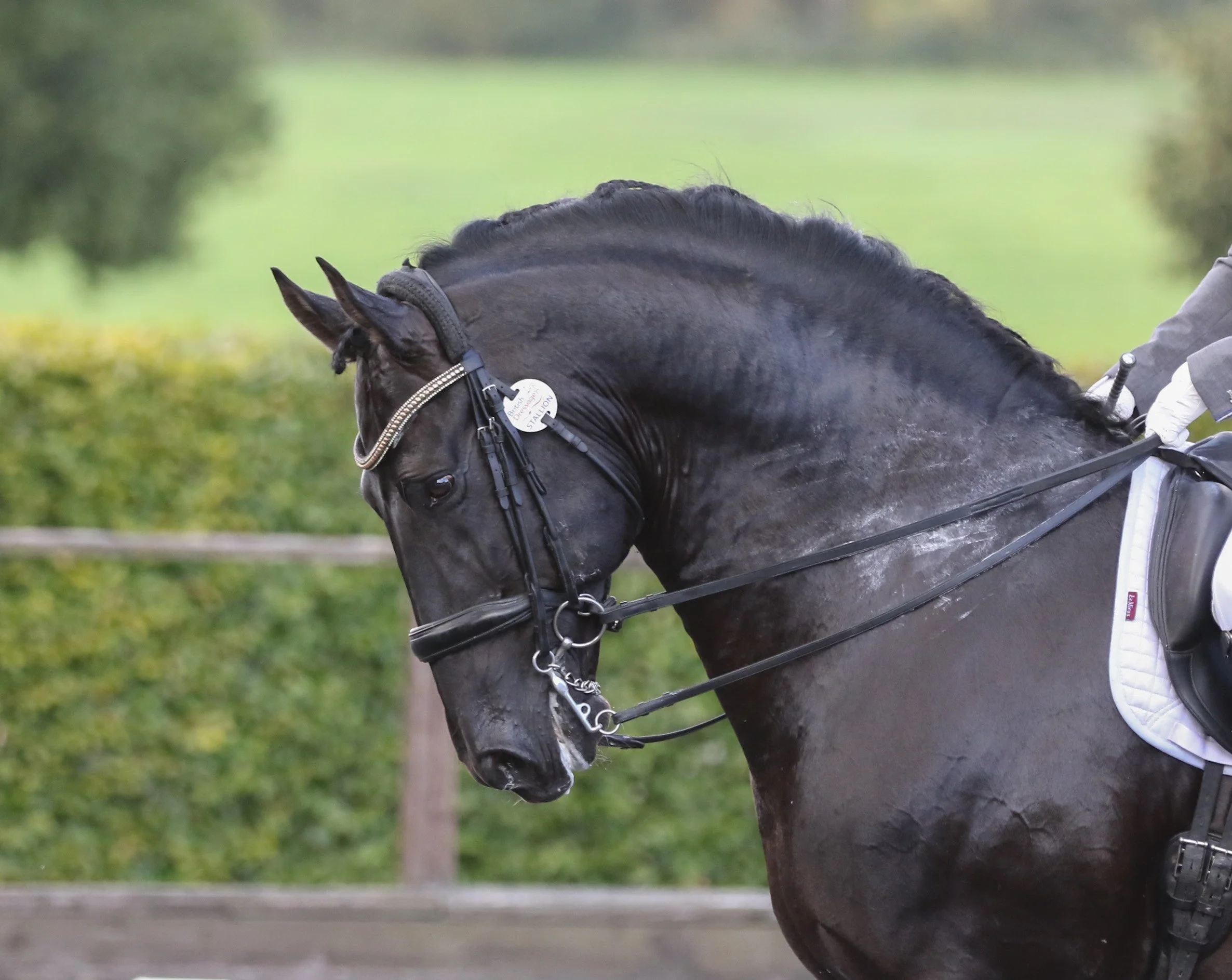 Equine Photographer Bournemouth Christchurch Poole Dorset-0859.jpg