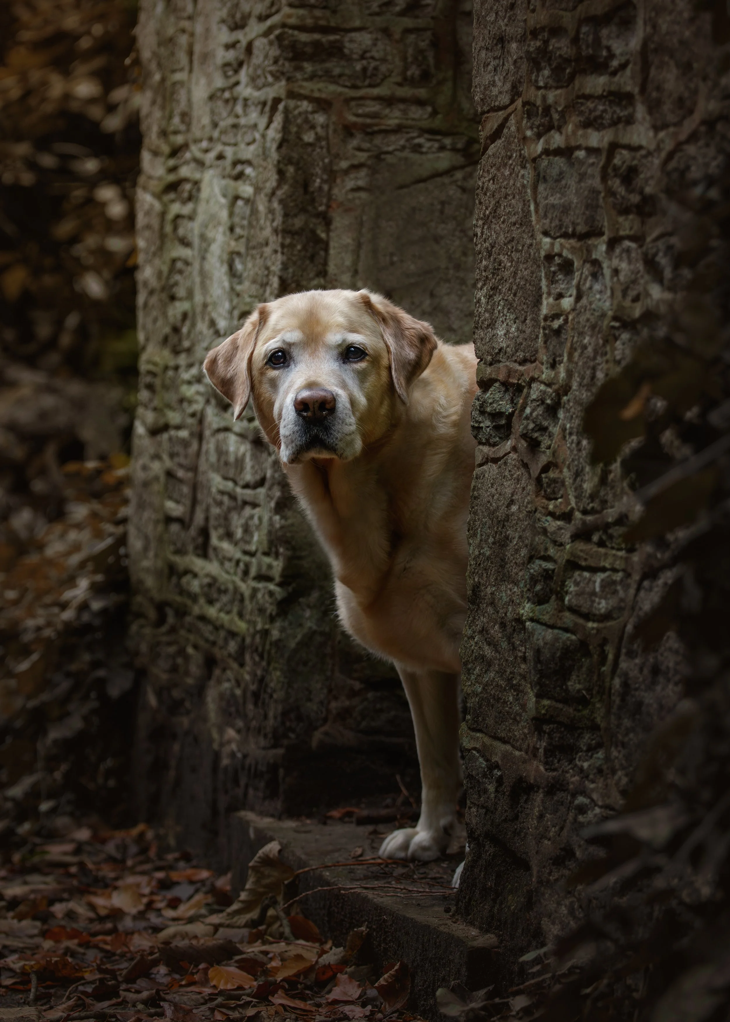 A23_0997_Max dog_arch_revised_8bit.jpg