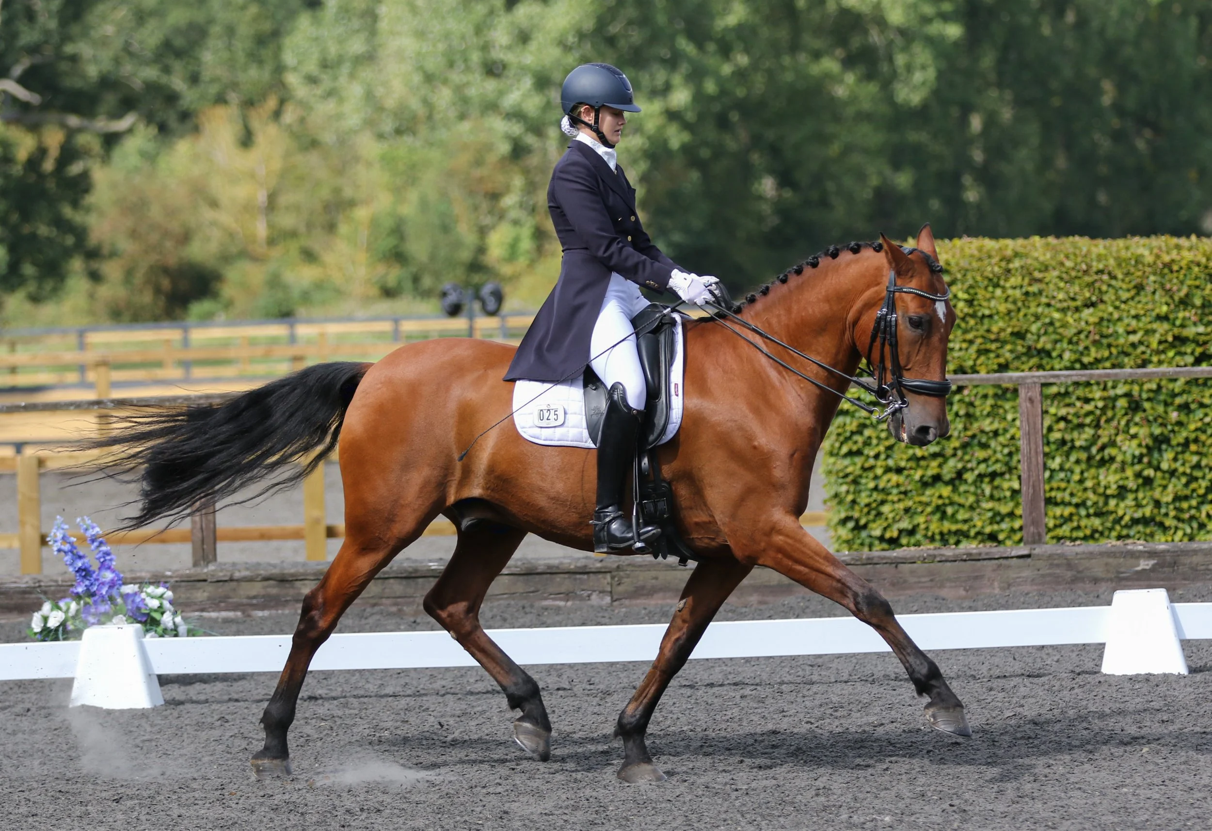 Equine Photographer Bournemouth Christchurch Poole Dorset-0726.jpg