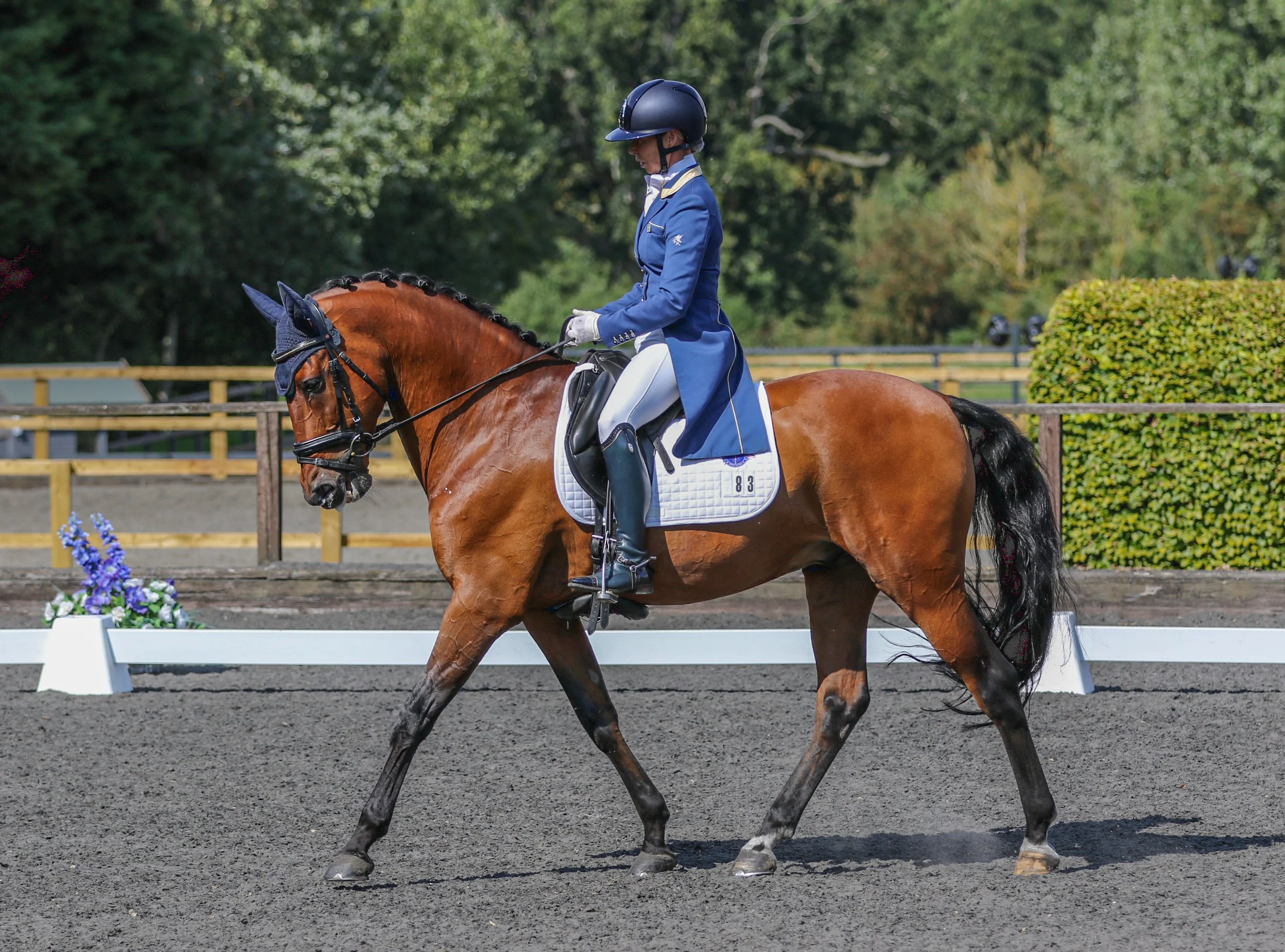 Equine Photographer Bournemouth Christchurch Poole Dorset-0196.jpg