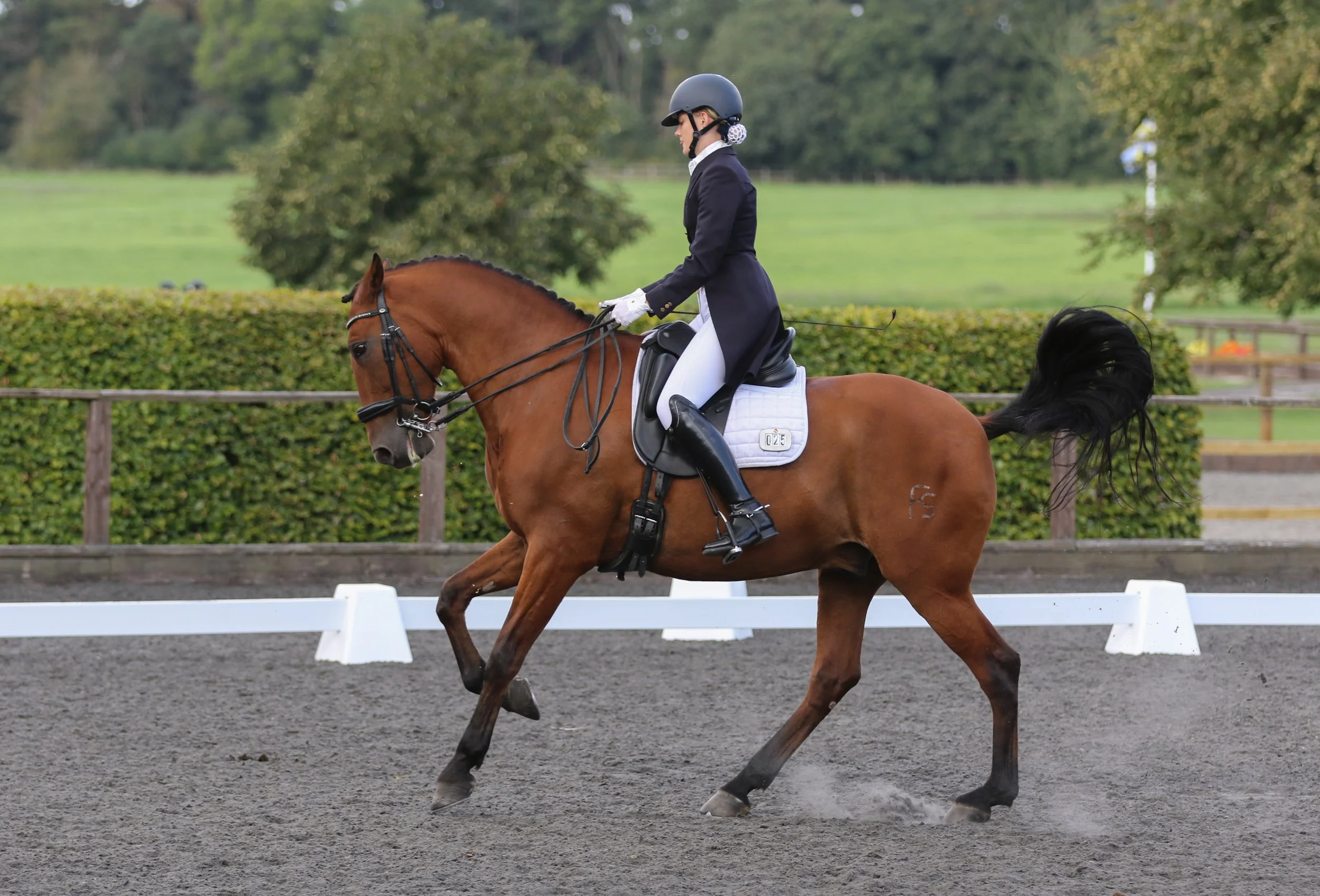 Equine Photographer Bournemouth Christchurch Poole Dorset-0824.jpg
