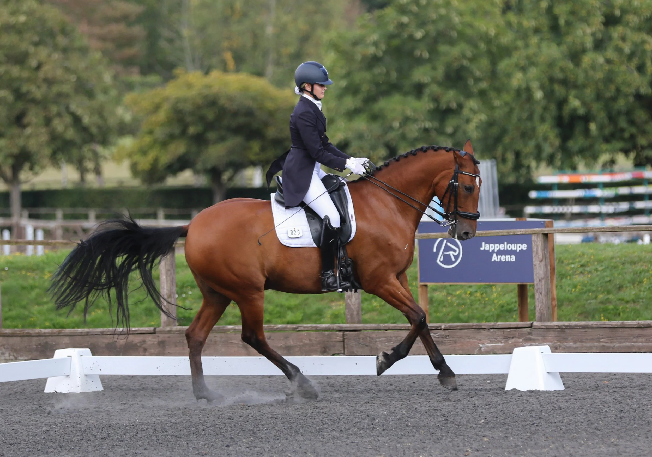 Equine Photographer Bournemouth Christchurch Poole Dorset-0845.jpg