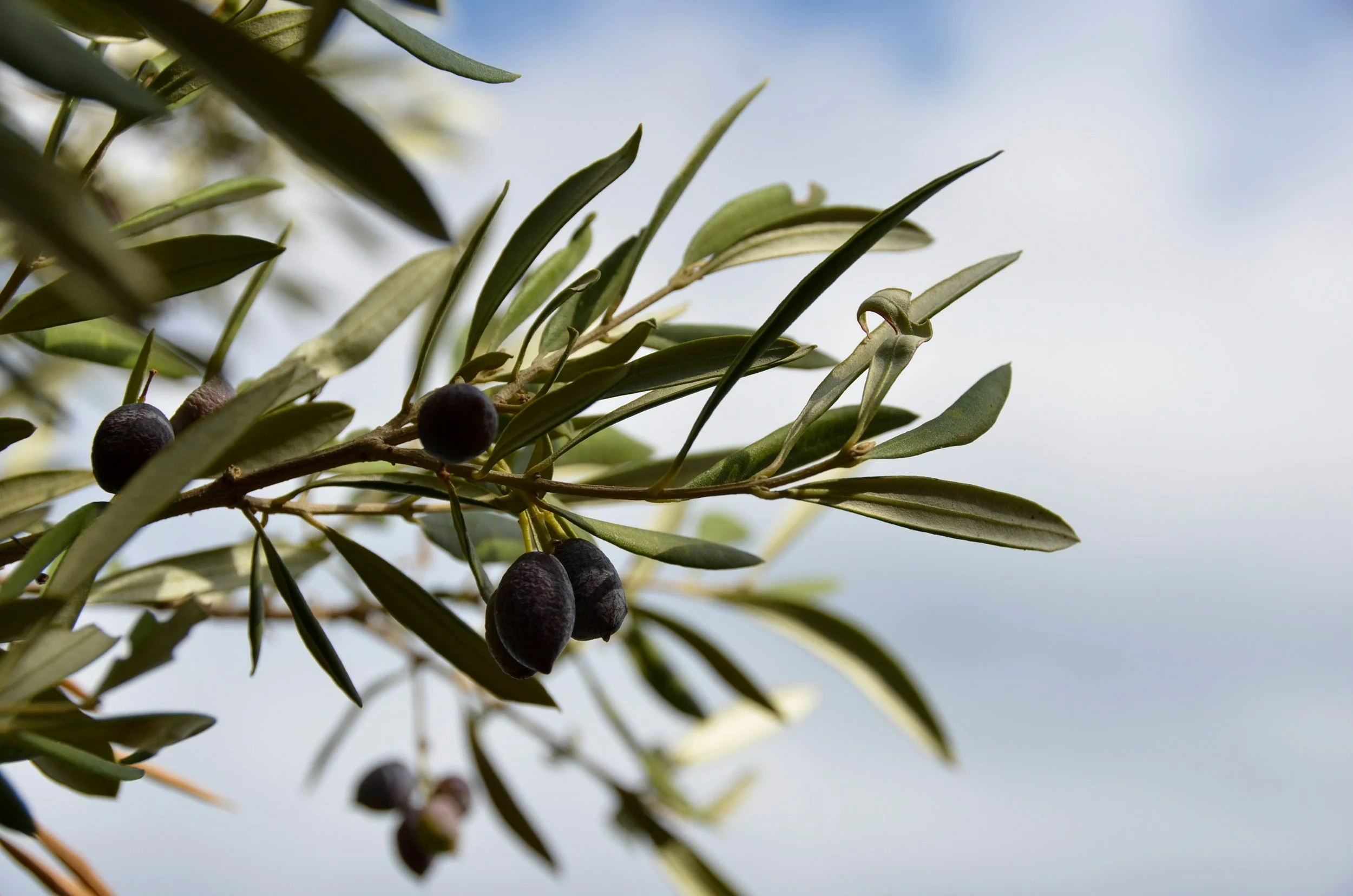 Lessons from the Olive Tree