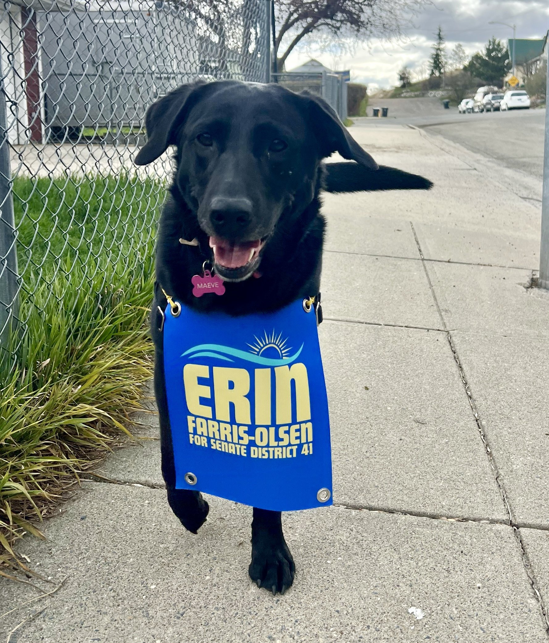 Join me at Don’t Fence Me In (5K Dog Walk)