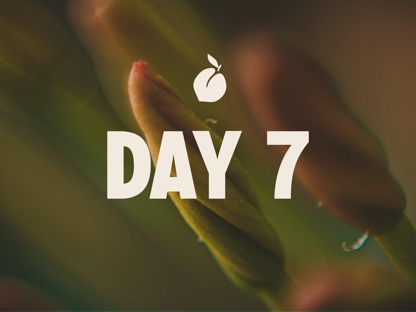 Day 7 of TheCheekyClean Lifestyle Detox Course — integration of daily detox practices, close-up of a tulip bud