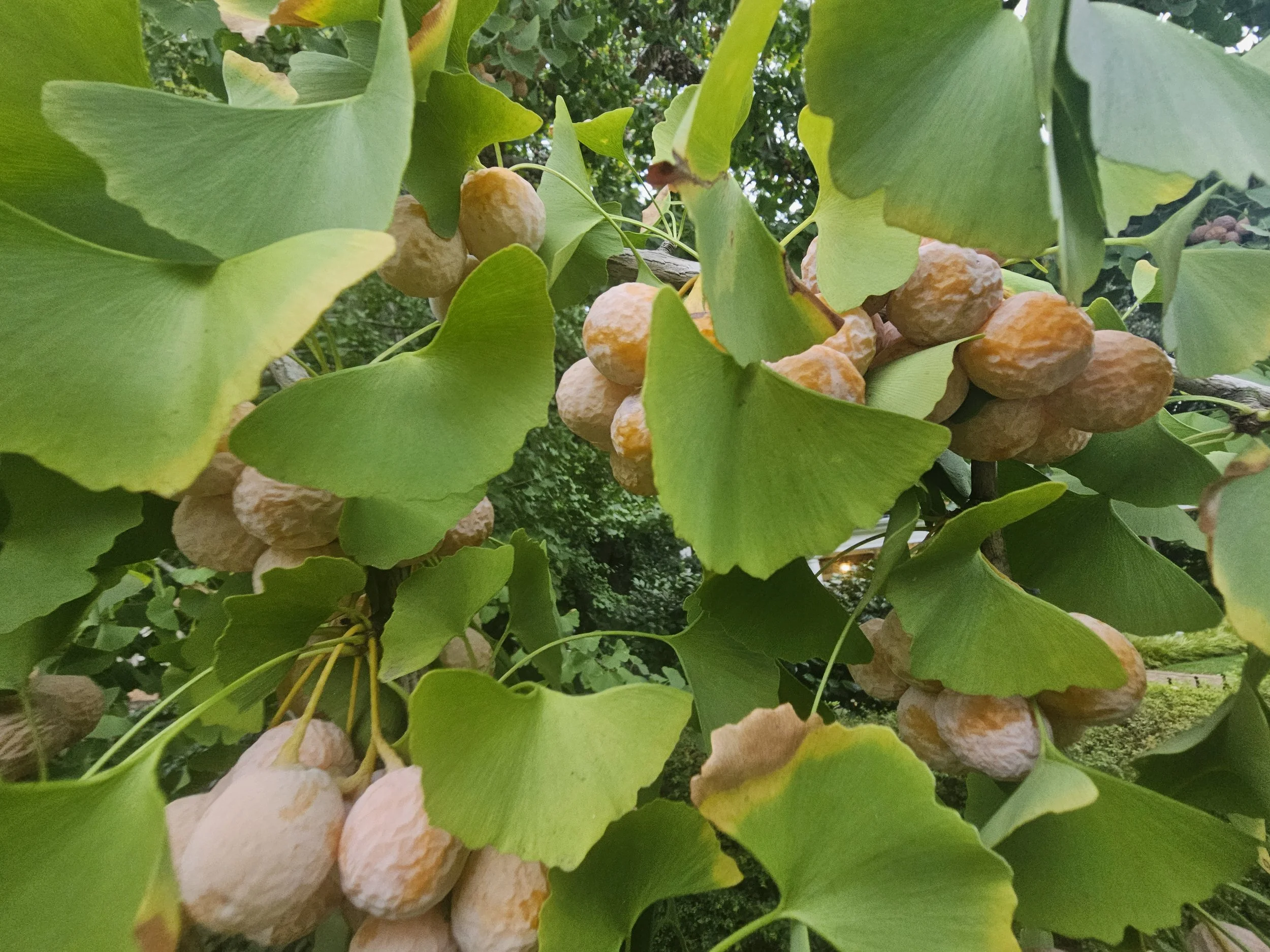 Ginkgo Bundle *5