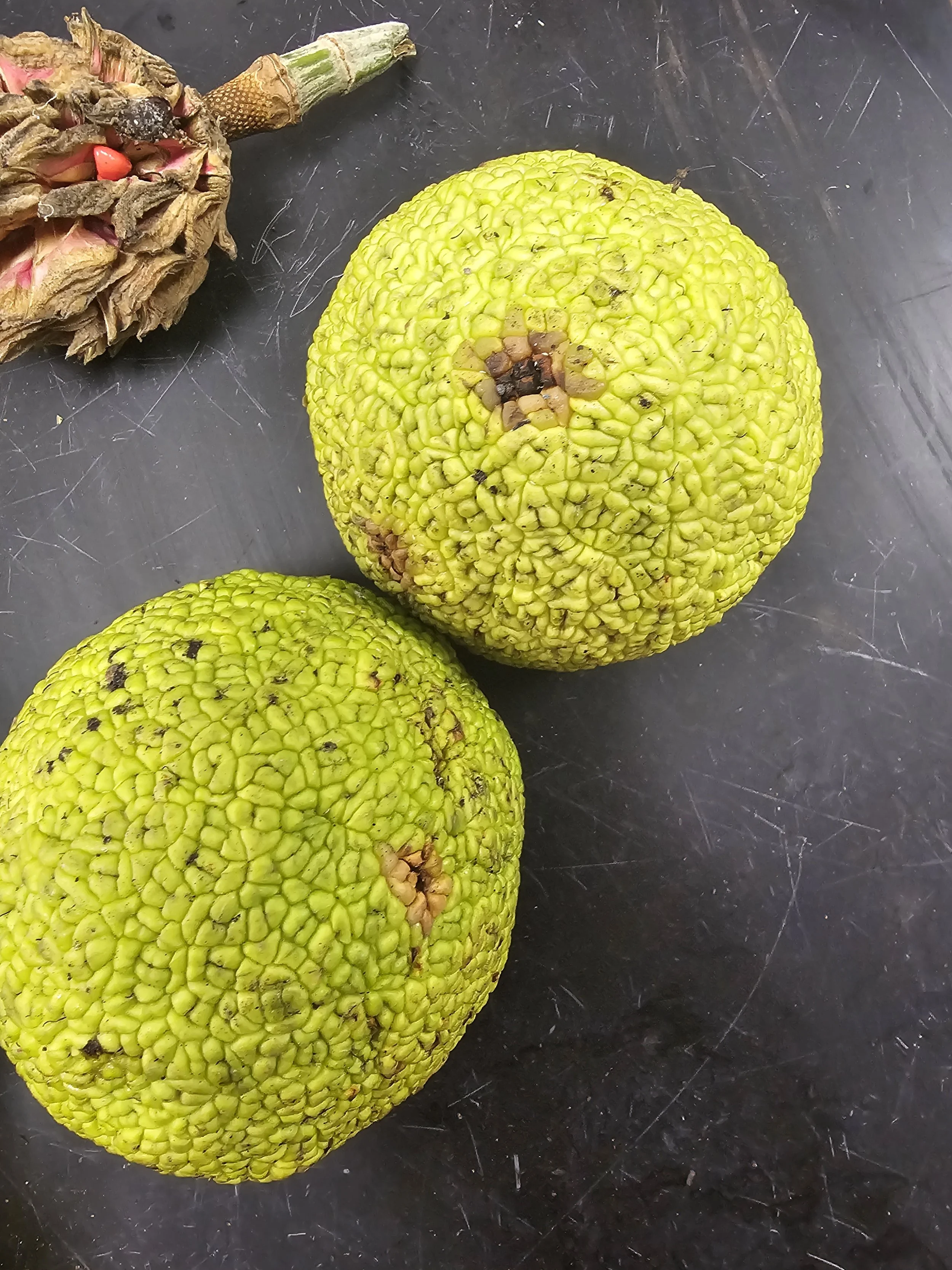 Osage Orange Bare Root *1