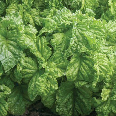 tuscany+basil.jpg