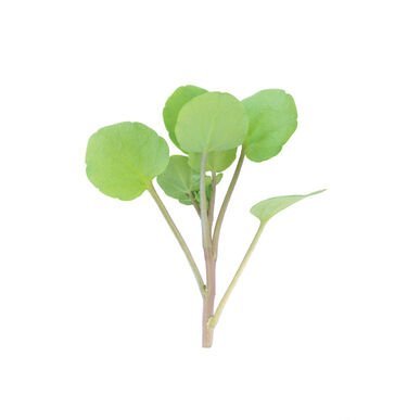 watercress.jpg