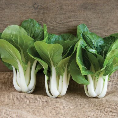 pac+choi.jpg