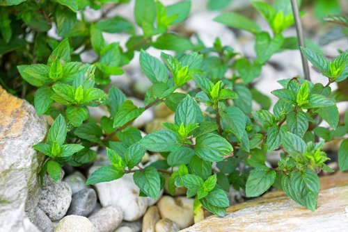 chocolate+mint.jpg