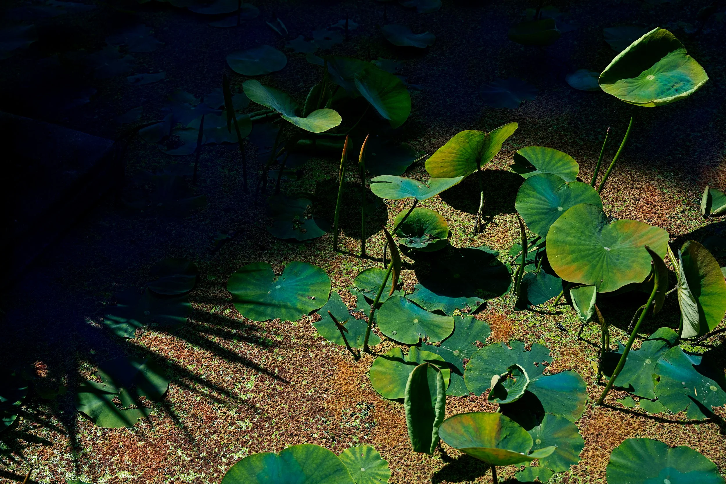 Antola-Lotusland-Persistence-225b.jpg