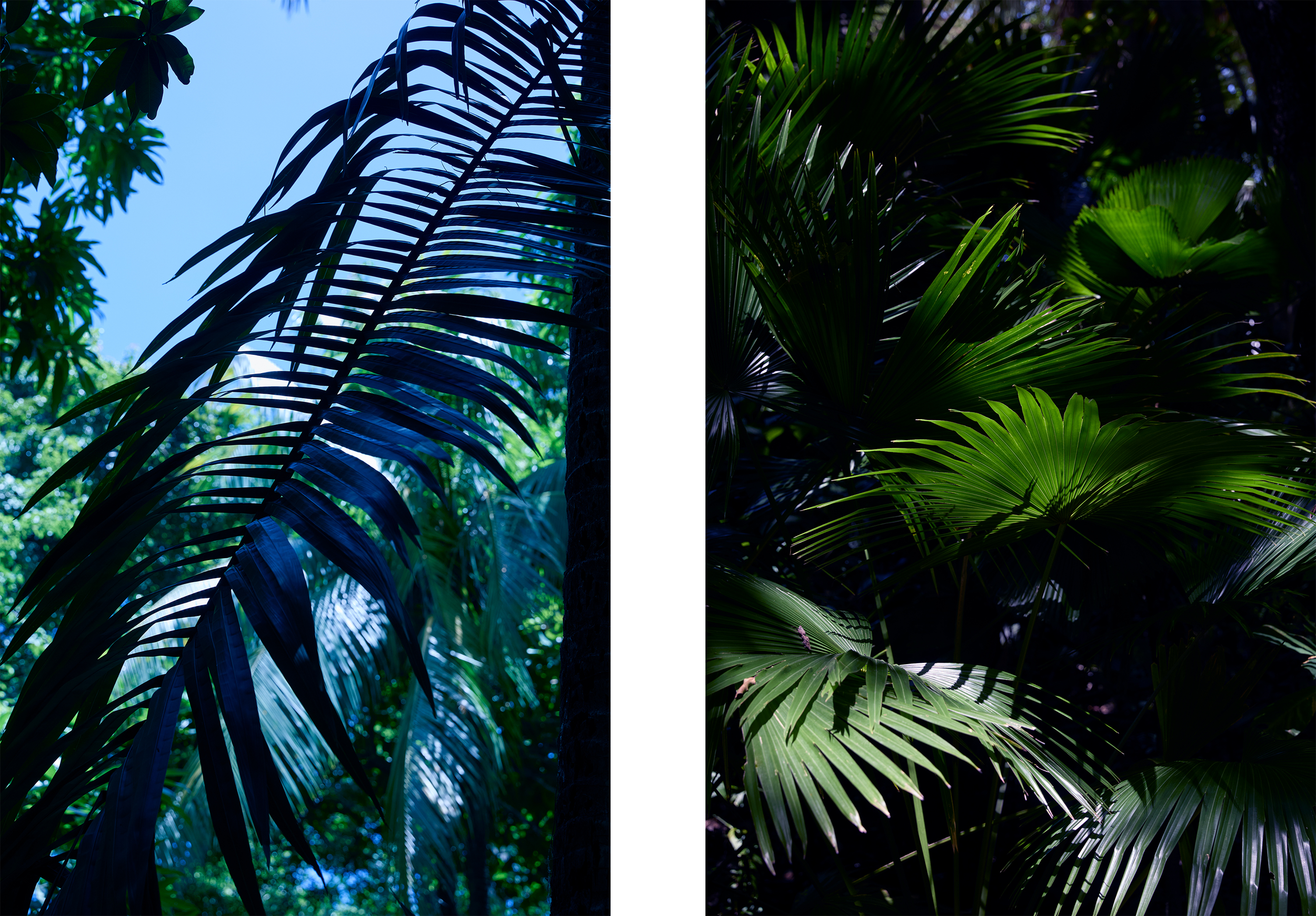 Nosara-Palms.png