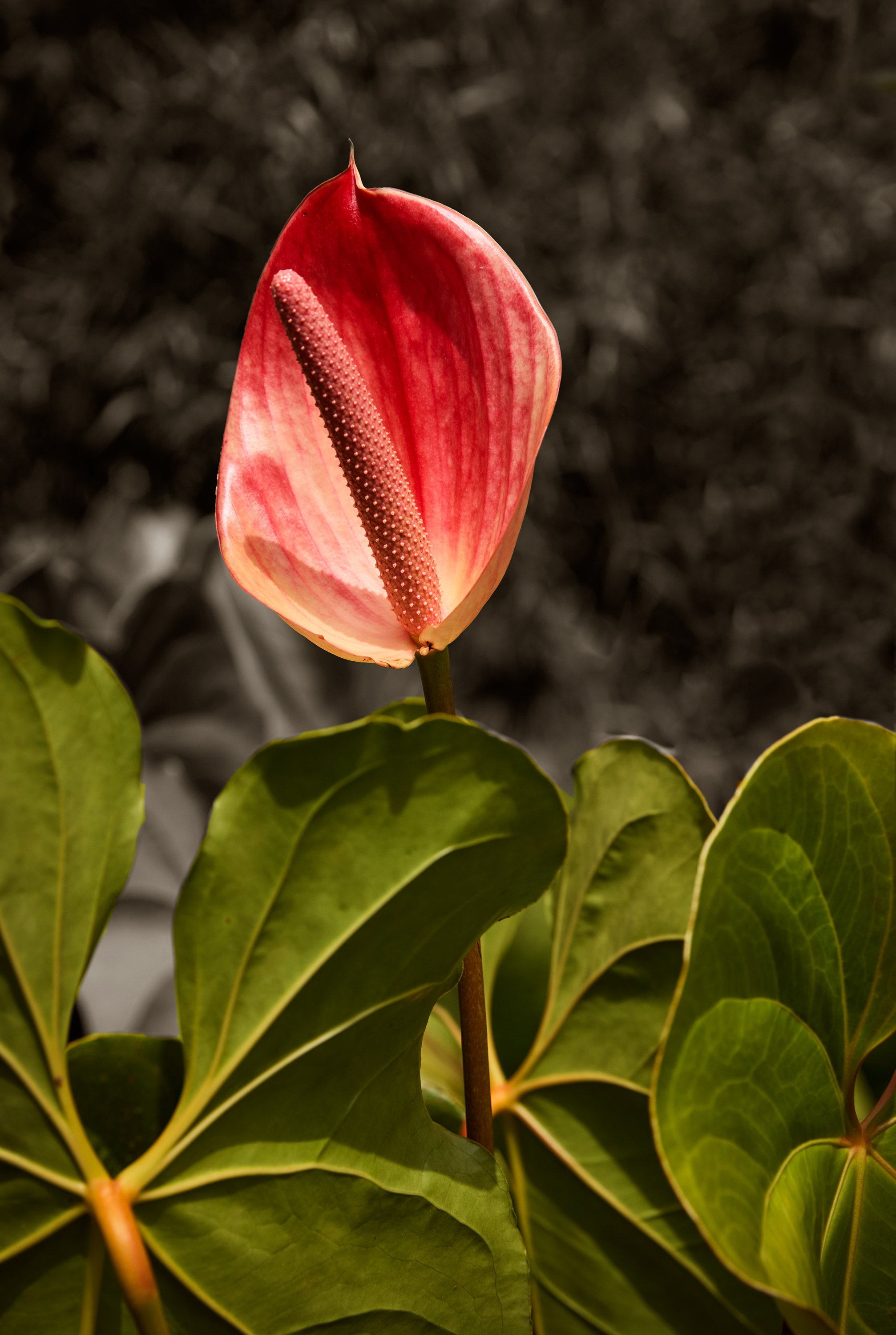 AFRICA-Central-2025_00166 copy.jpg