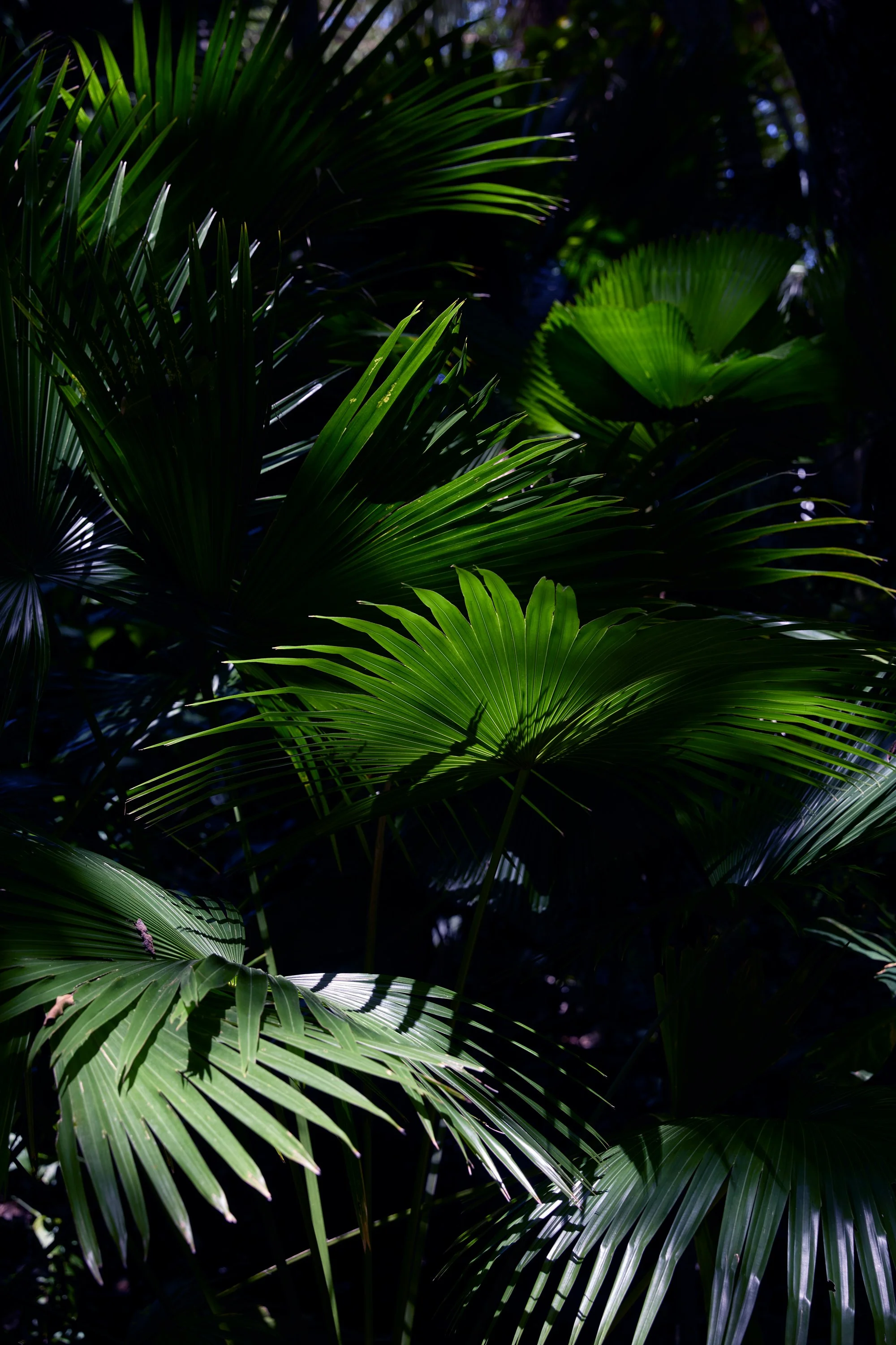 Nosara26_099.jpg