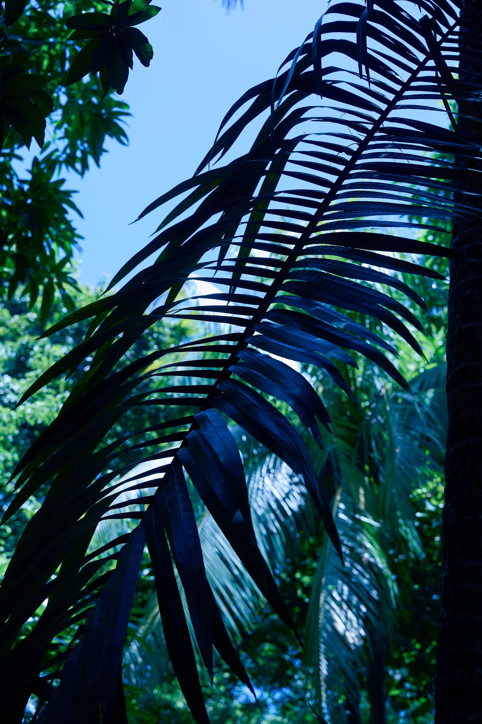Nosara26_078.jpg