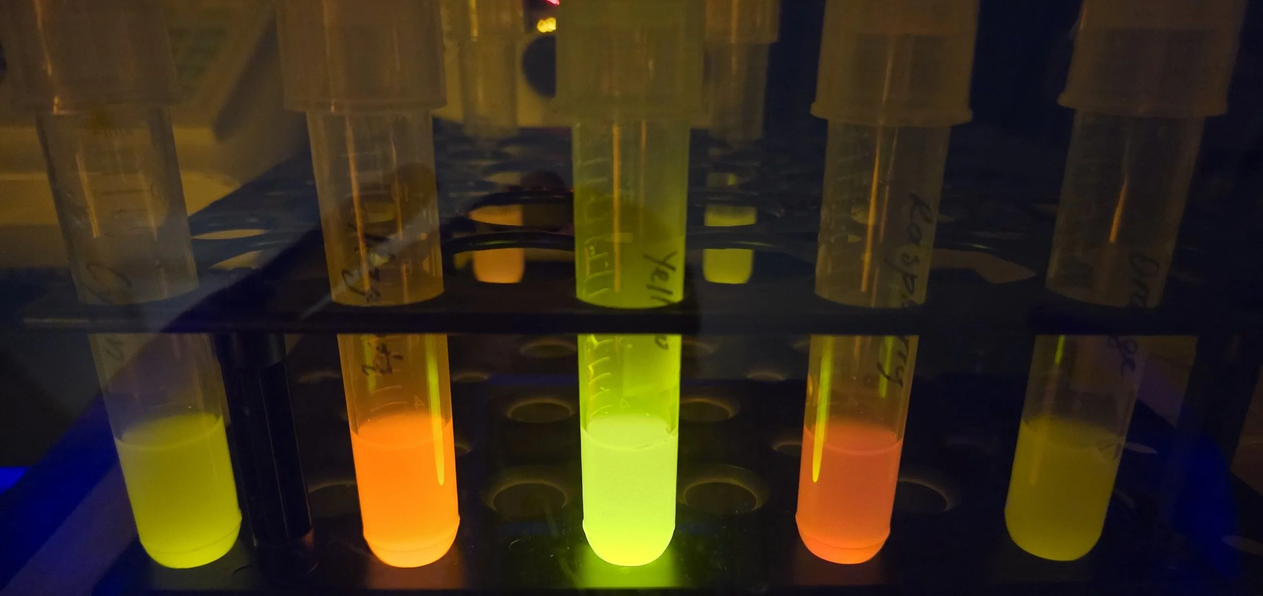 Engineered E. coli with fluorescent proteins