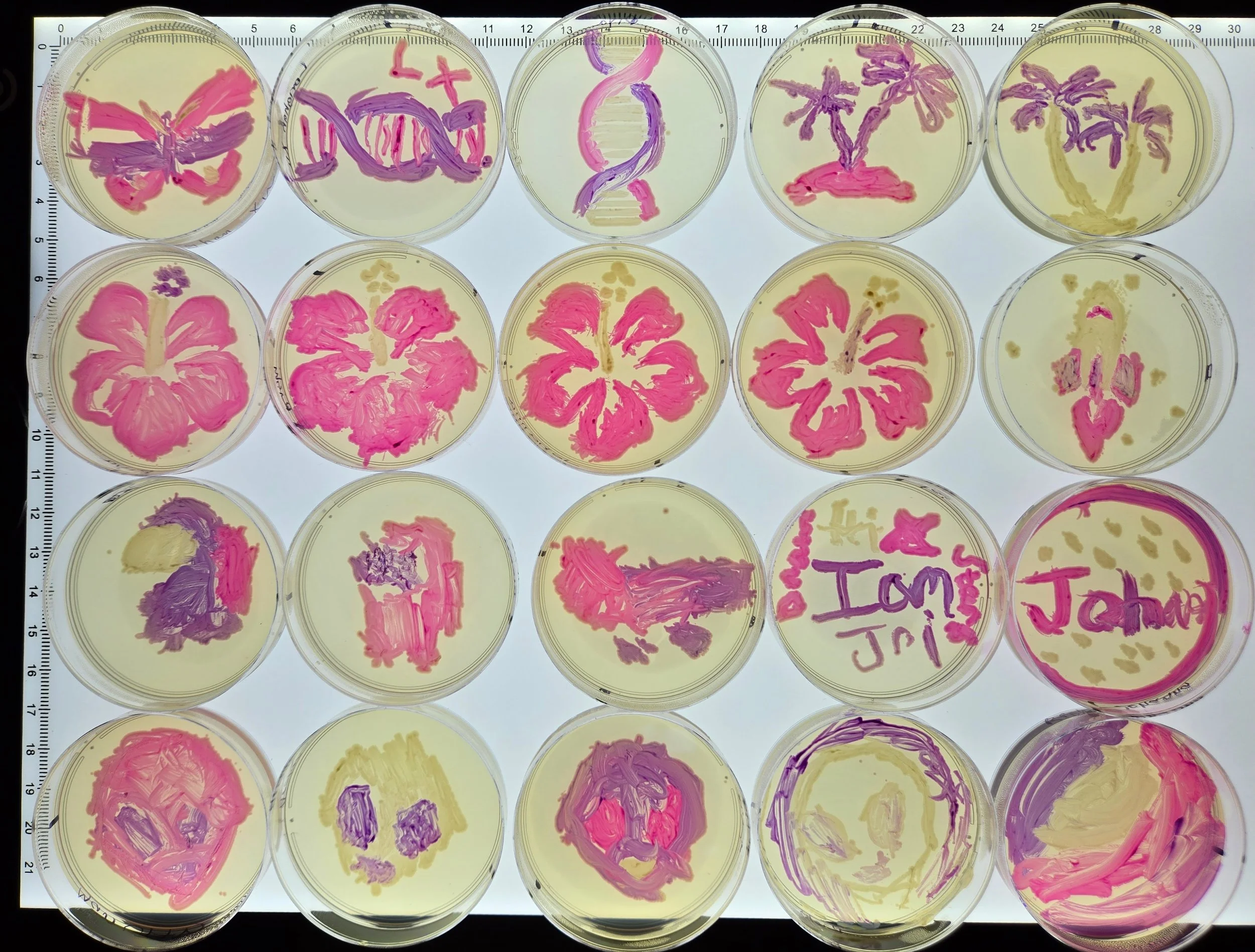 Student BioArt on Agar with Engineered E. coli 2024