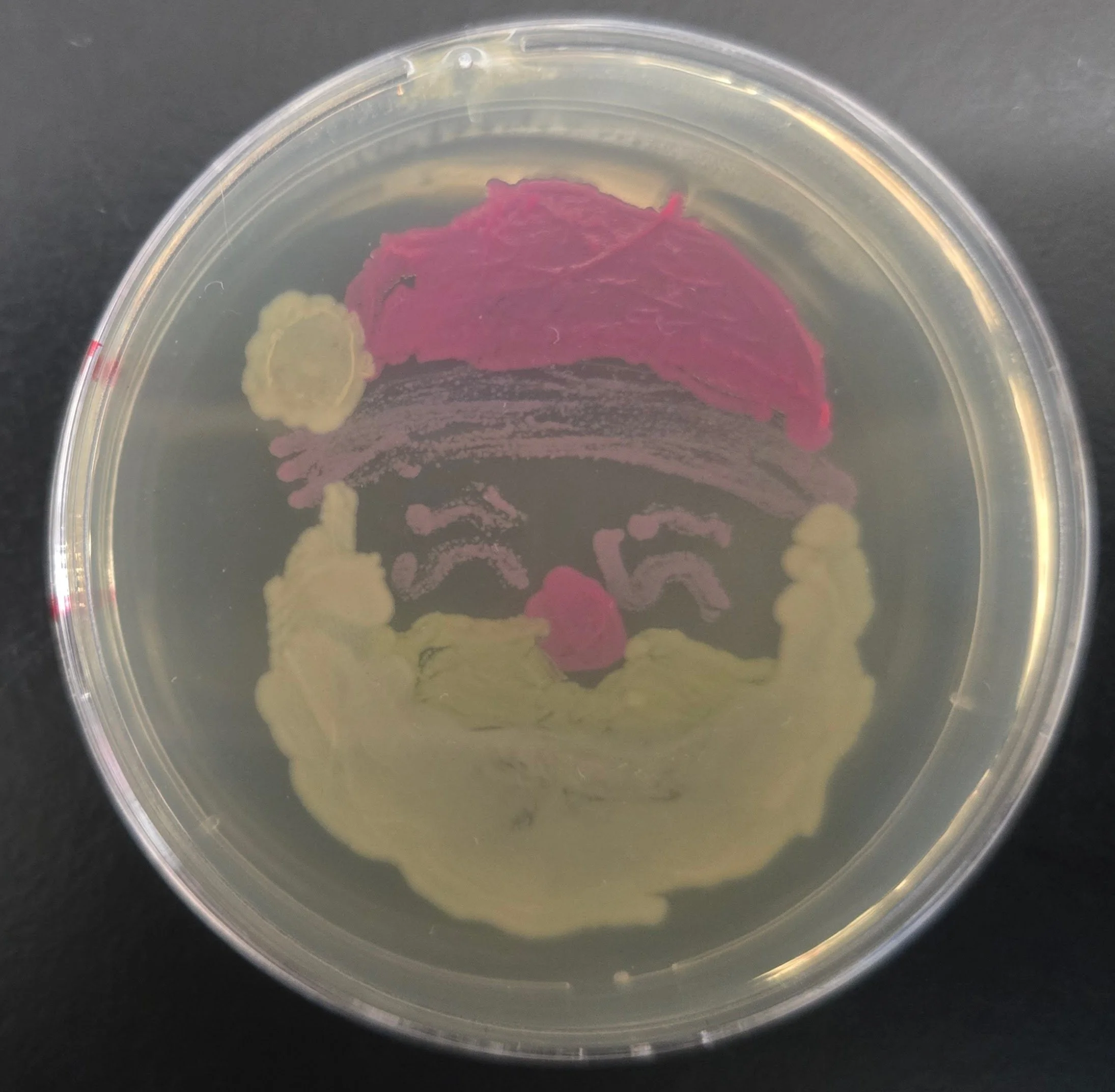 Student BioArt (bacteria) Dec 2025