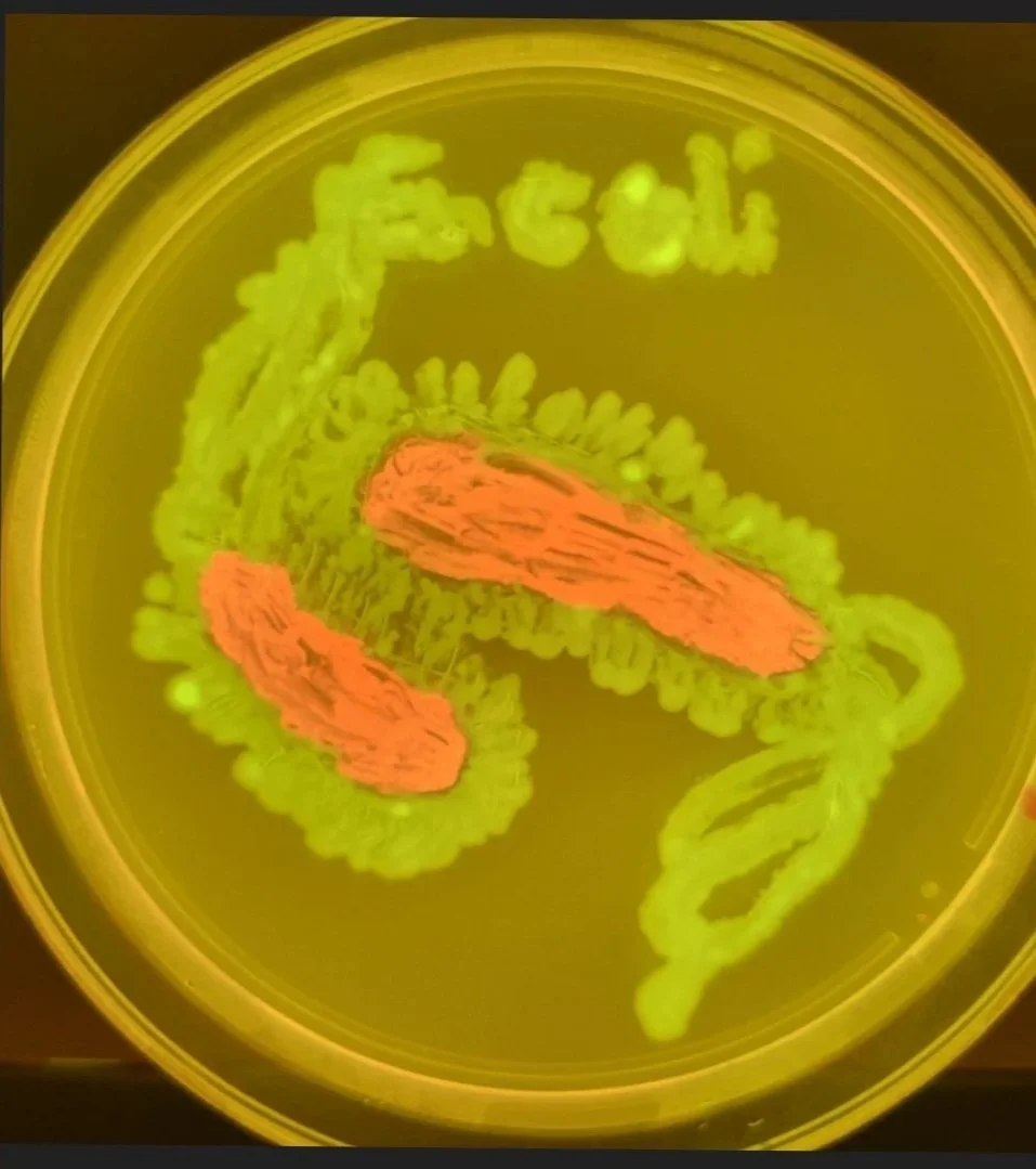 BioArt on Agar with Engineered E. coli 2024