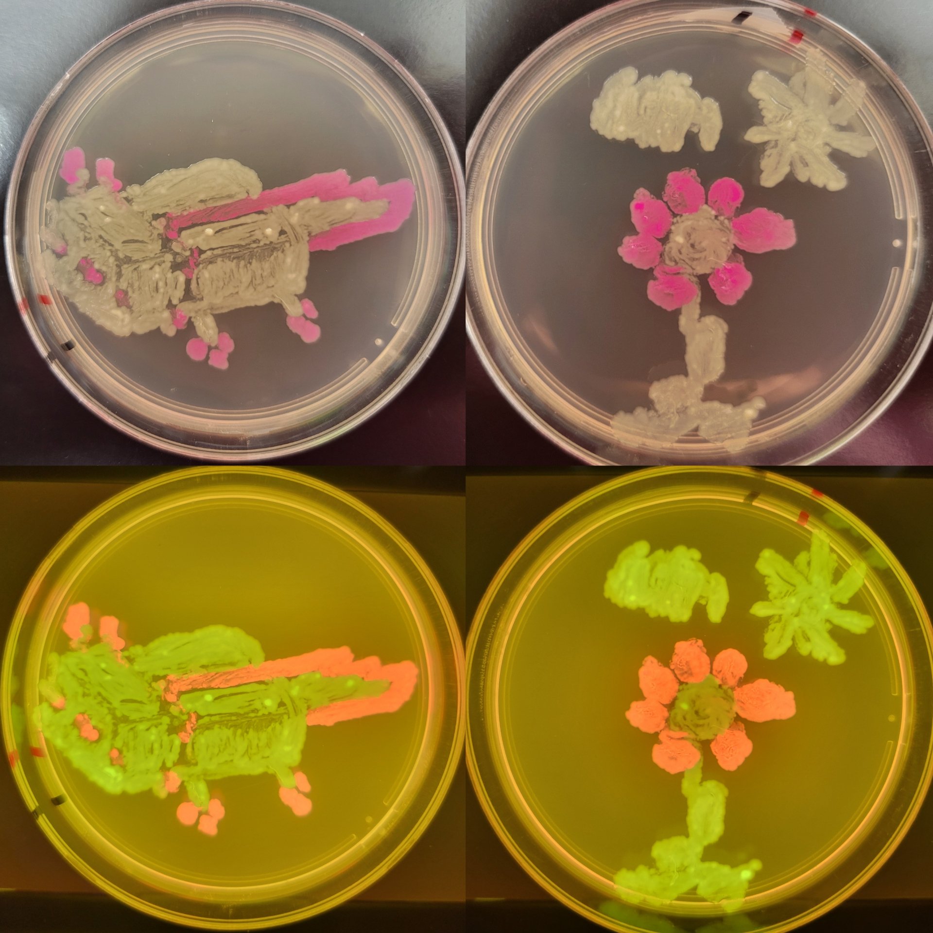 Student BioArt on Agar Plate with engineered bacteria 2024