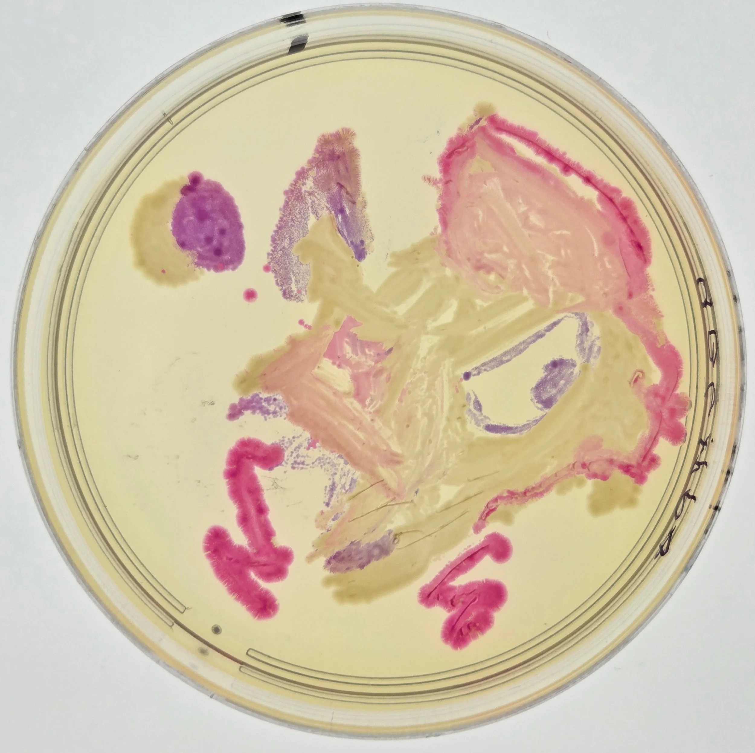 Student BioArt on Agar with Engineered E. coli 2024