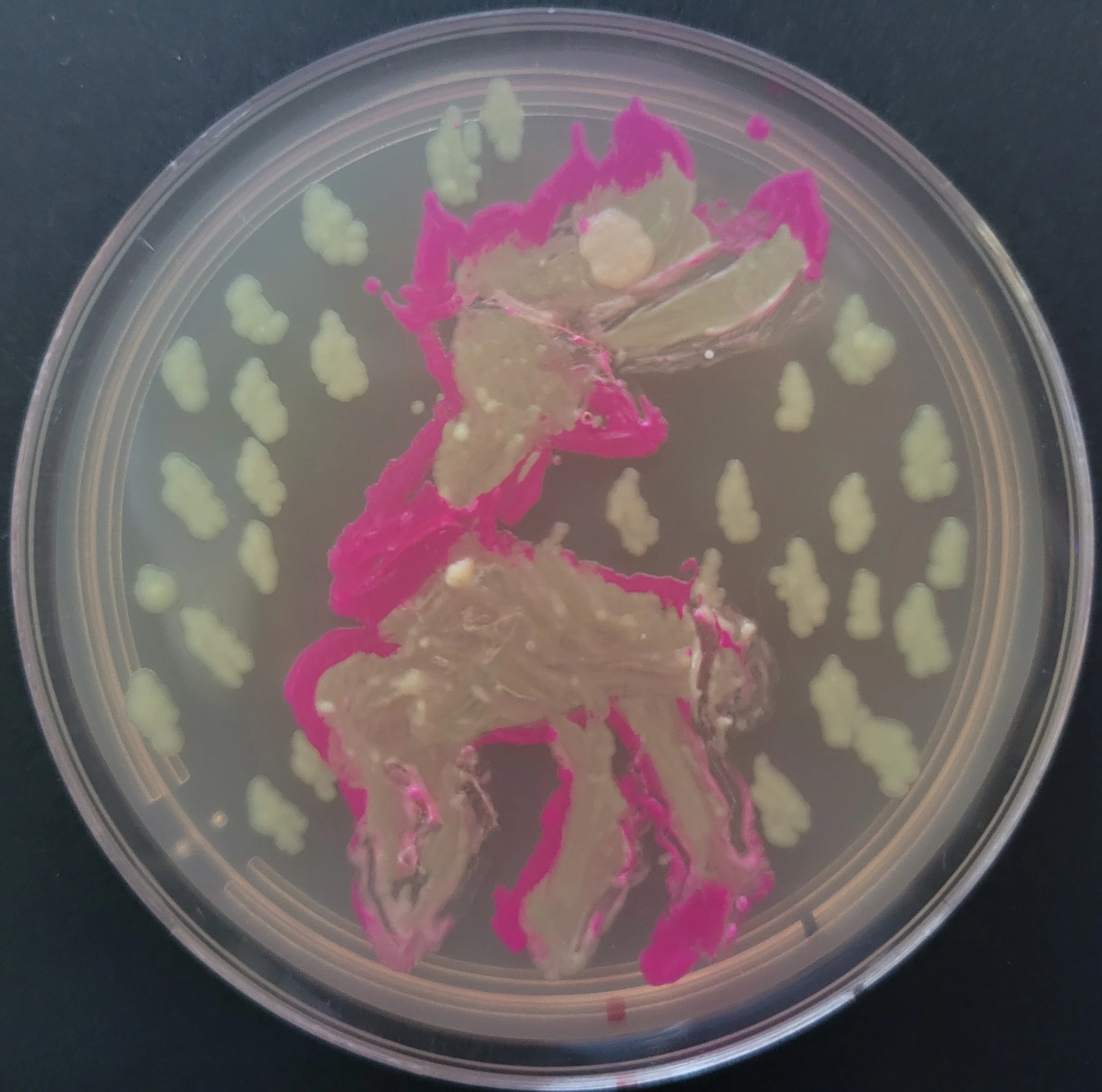 BioArt on Agar with Engineered E. coli 2024