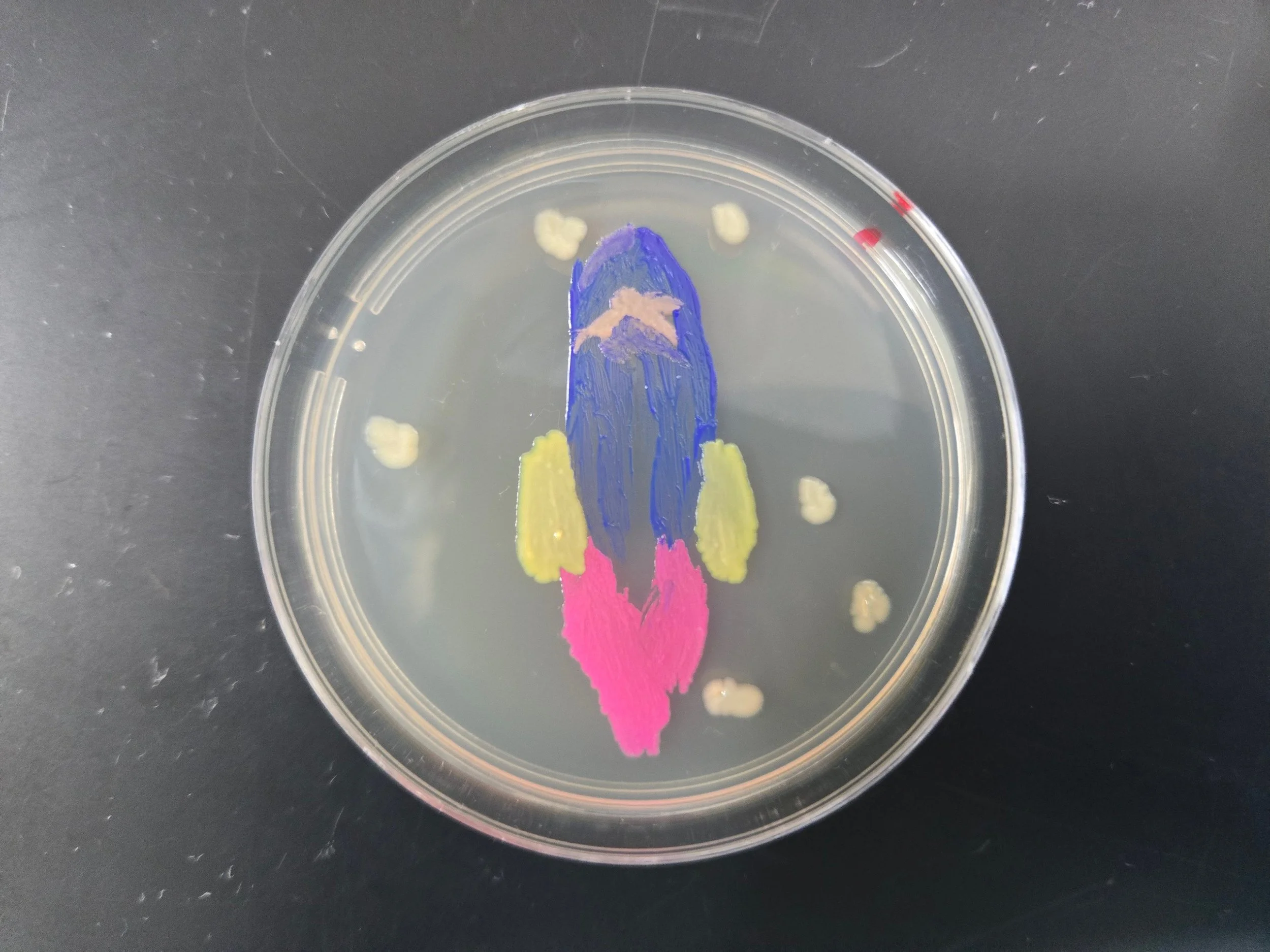 Student BioArt on Agar Plate with engineered bacteria 2025