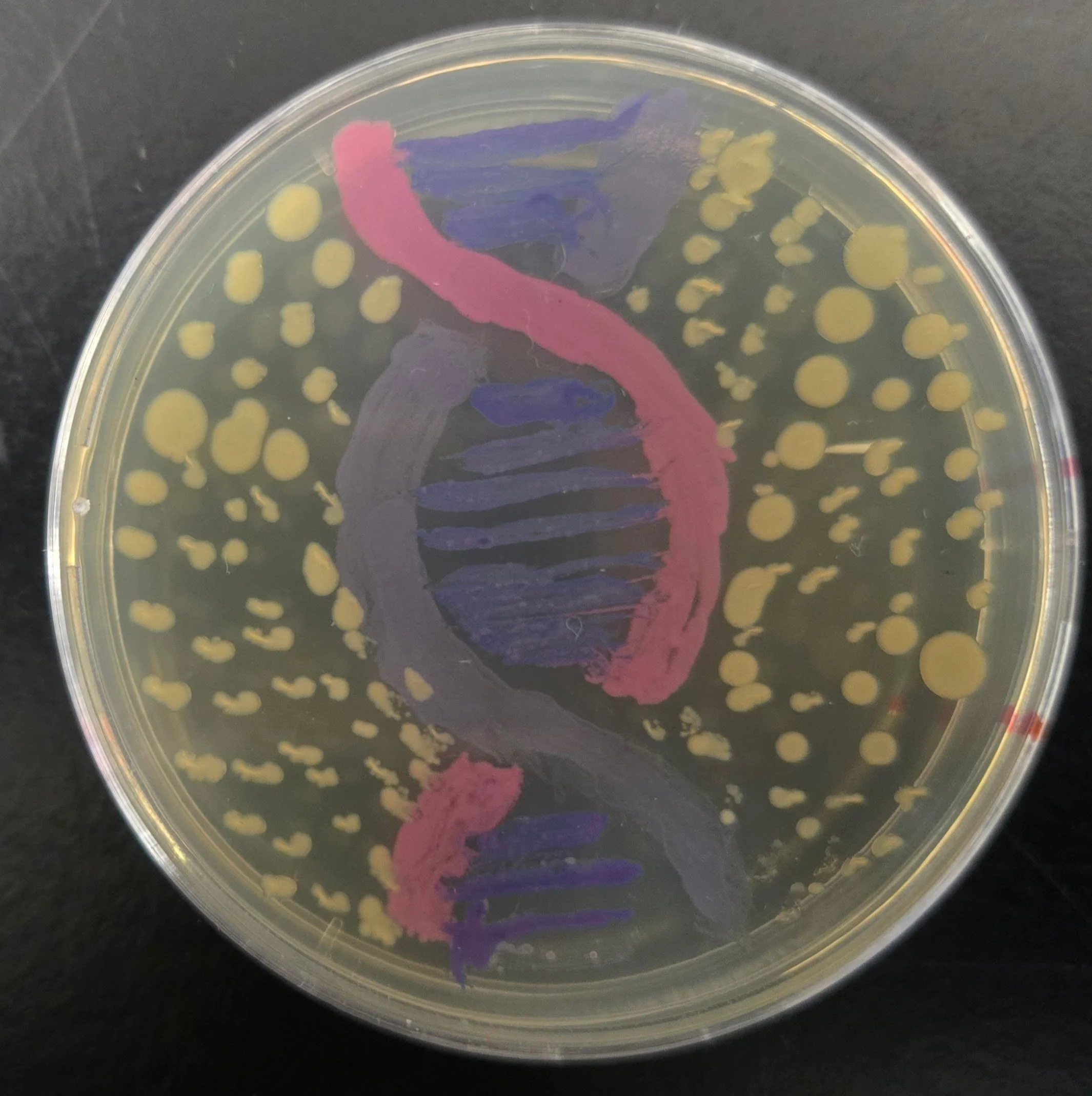 Student BioArt (bacteria) Dec 2025