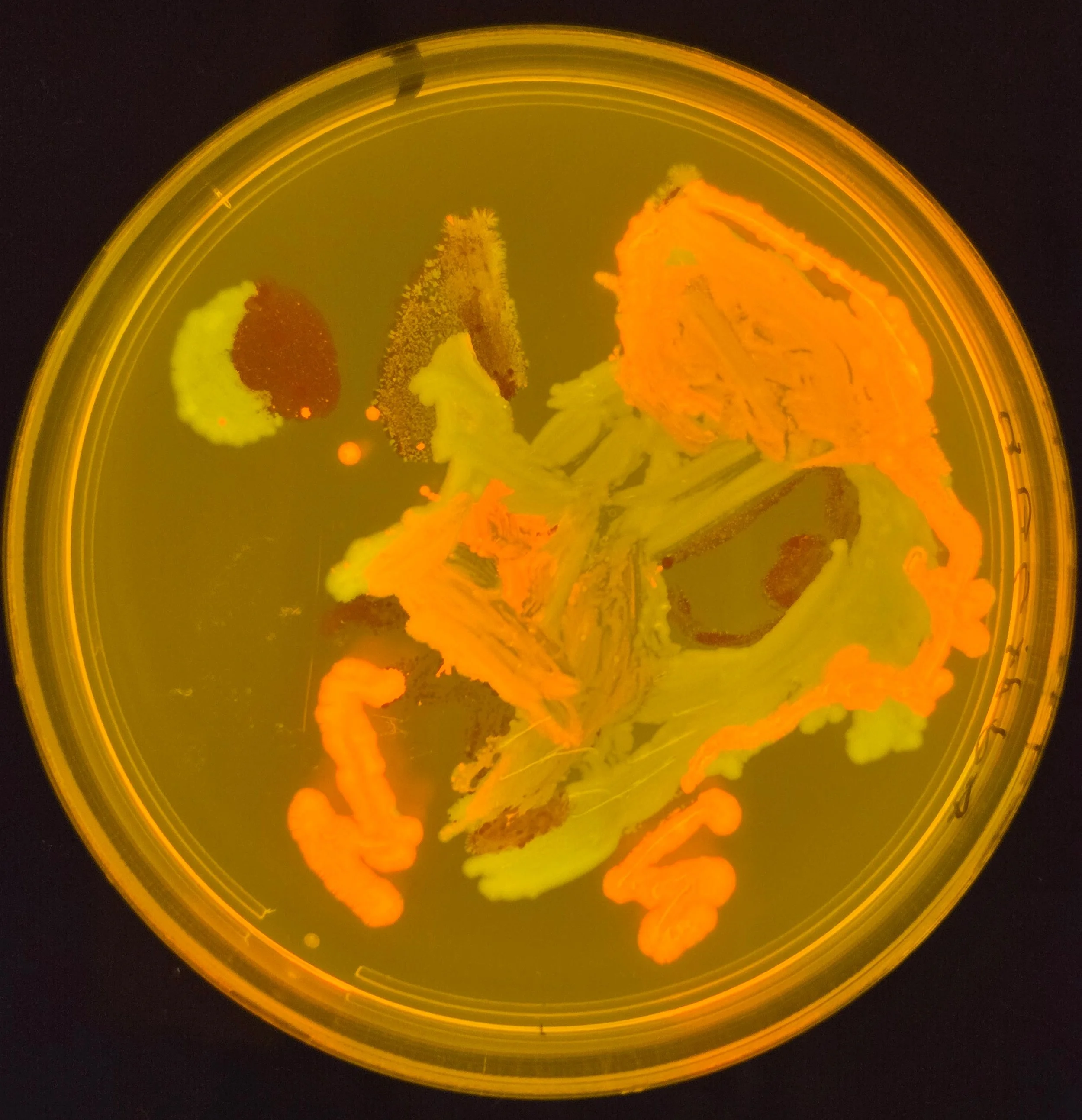 Student BioArt on Agar with Engineered E. coli 2024