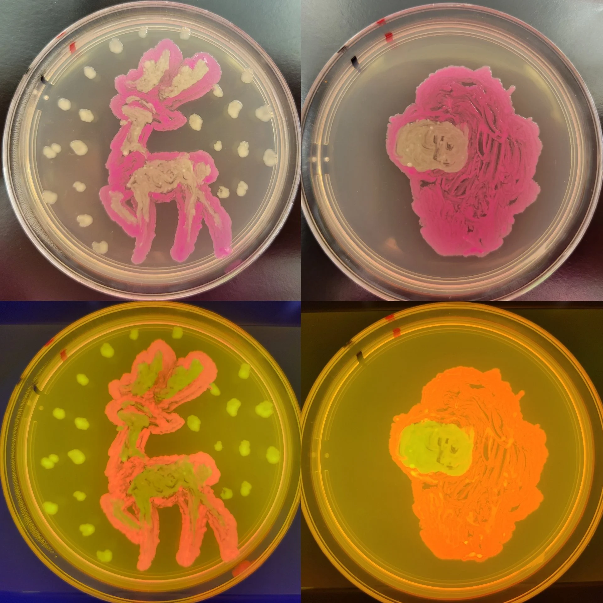 Student BioArt on Agar Plate with engineered bacteria 2024