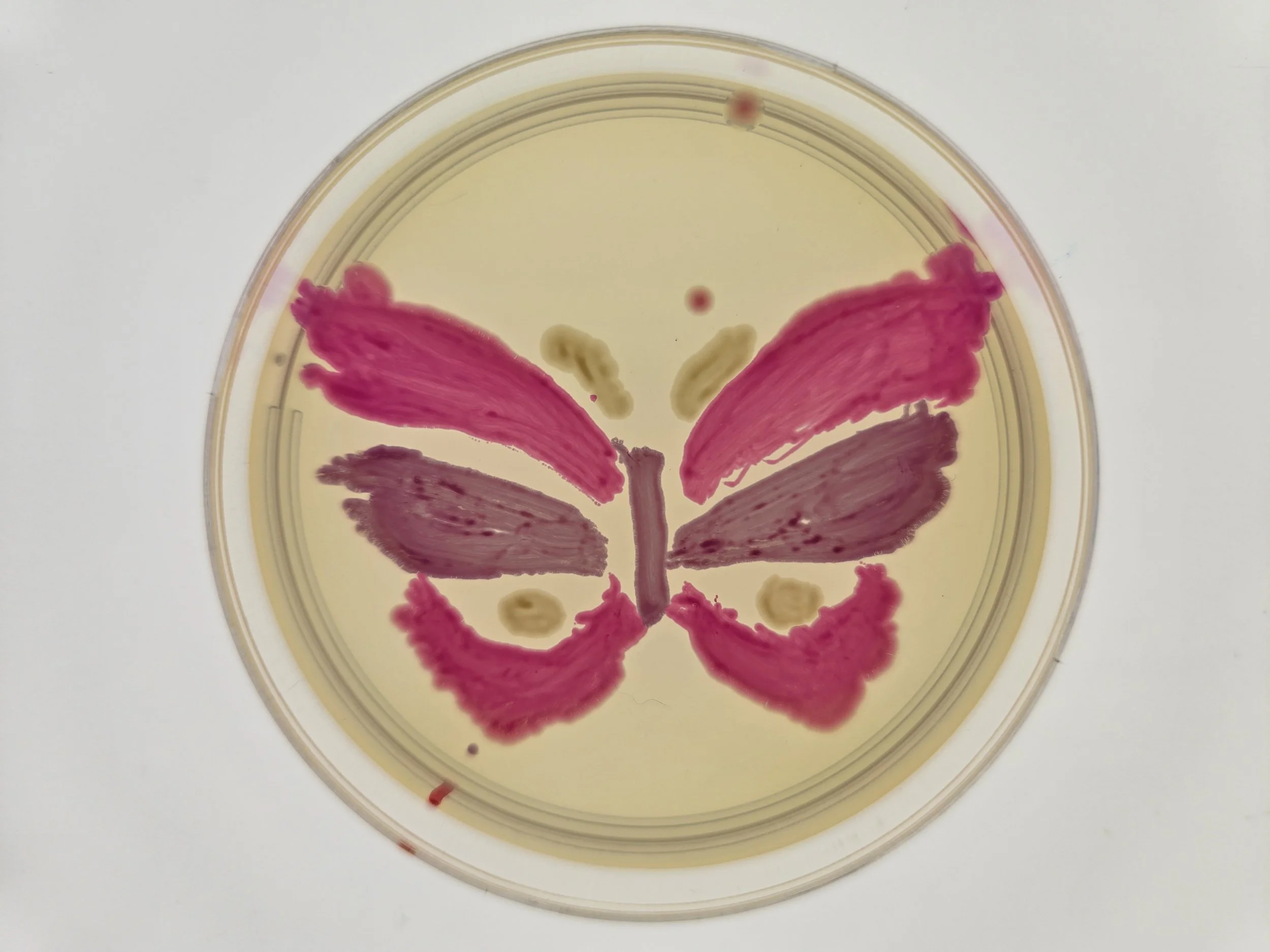 BioArt on Agar Plates (bacteria) 2024