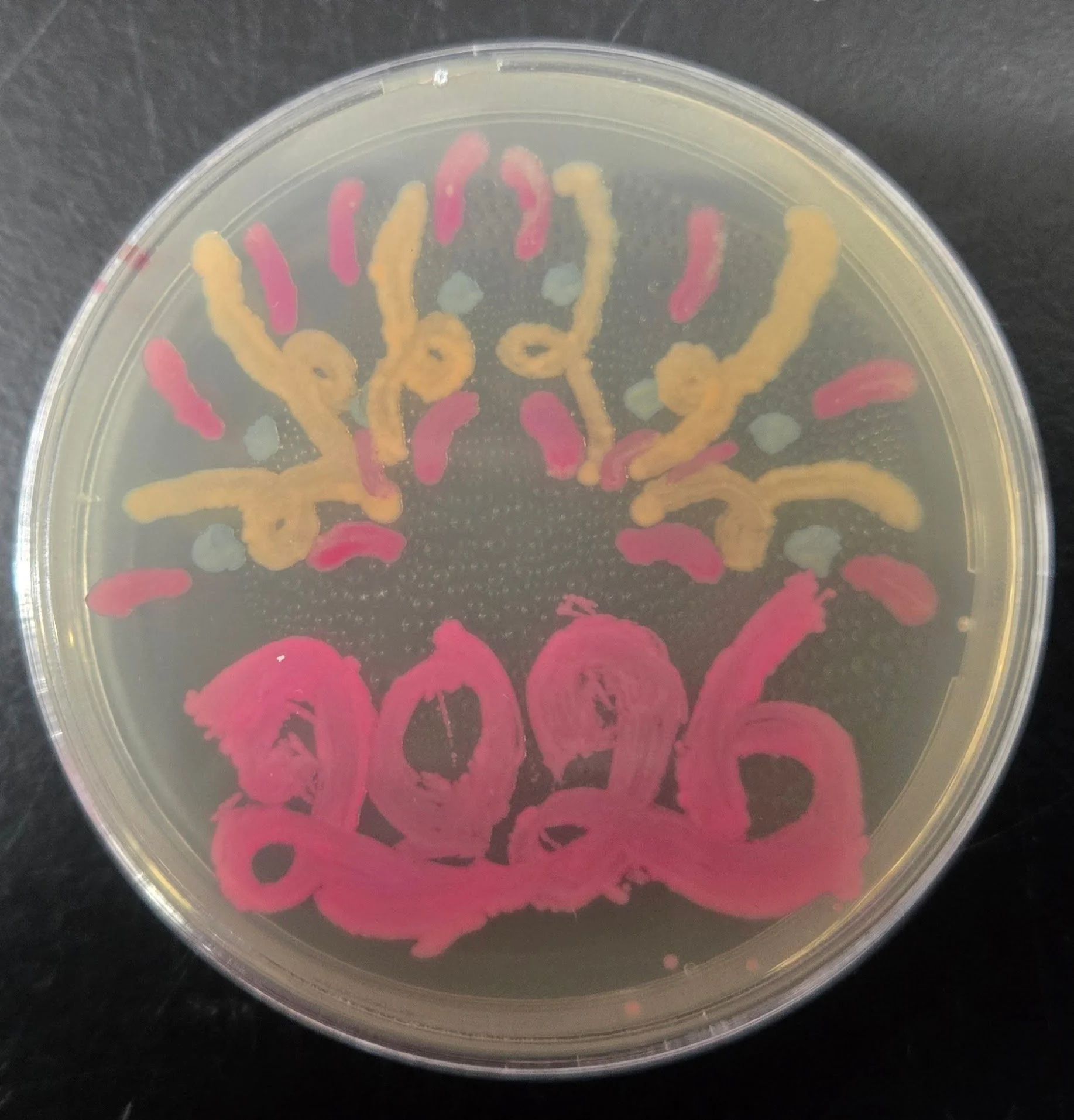 Student BioArt (bacteria) Dec 2025