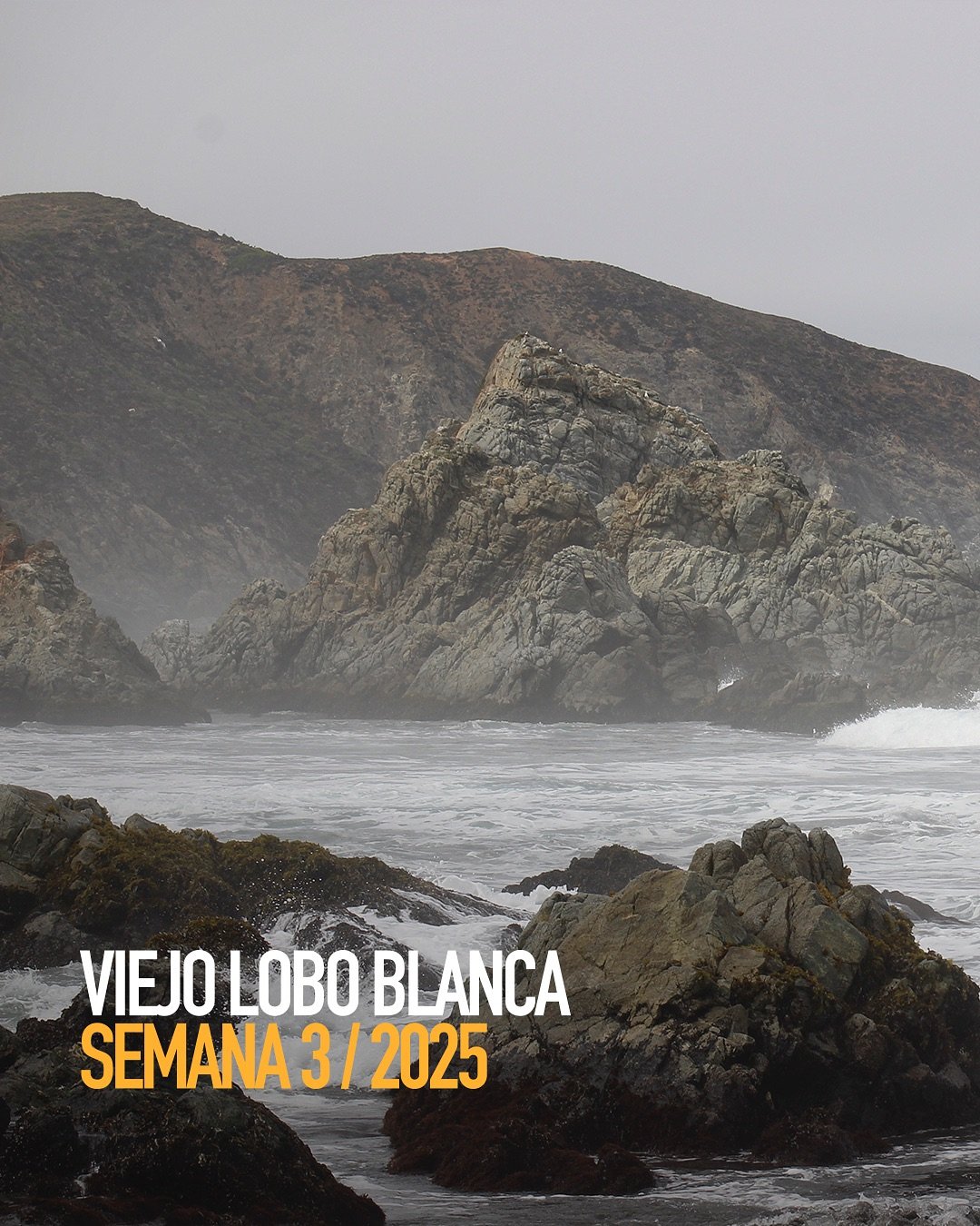 Cada producci&oacute;n una nueva historia y para nuestra #ViejoLoboBlanca de la #Semana3 no fue la excepci&oacute;n. Nieblas costeras y tardes intensas, influyeron en la fermentaci&oacute;n de esta nueva Viejo Lobo Blanca:

🌾Cerveza de trigo, ligera