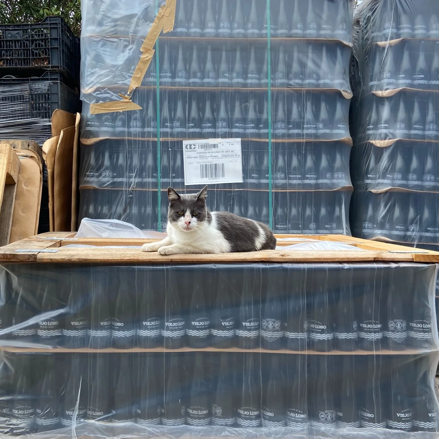 Todo jefe necesita tener el control sobre la producci&oacute;n 🍻🐈&zwj;⬛ #Tut&uacute;n