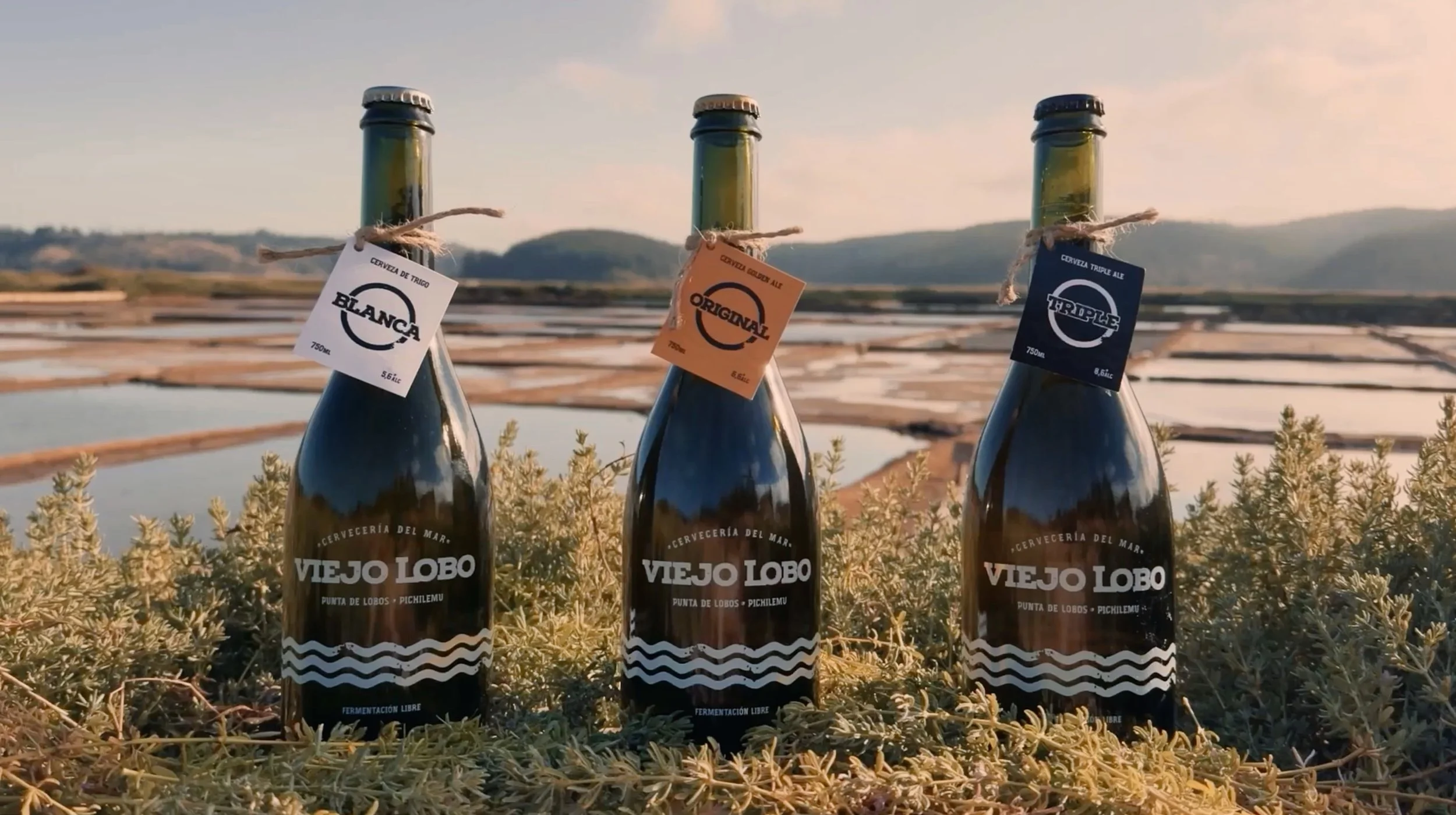 Donde el mar, el viento y la sal se encuentran, aqu&iacute; nace nuestra Viejo Lobo 🌊

👉🏻 Todas nuestras cervezas en Sala de Ventas / Punta de Lobos Pichilemu (waze o google maps) o Con despacho a todo Chile en www.viejolobo.cl > Tienda Online.
