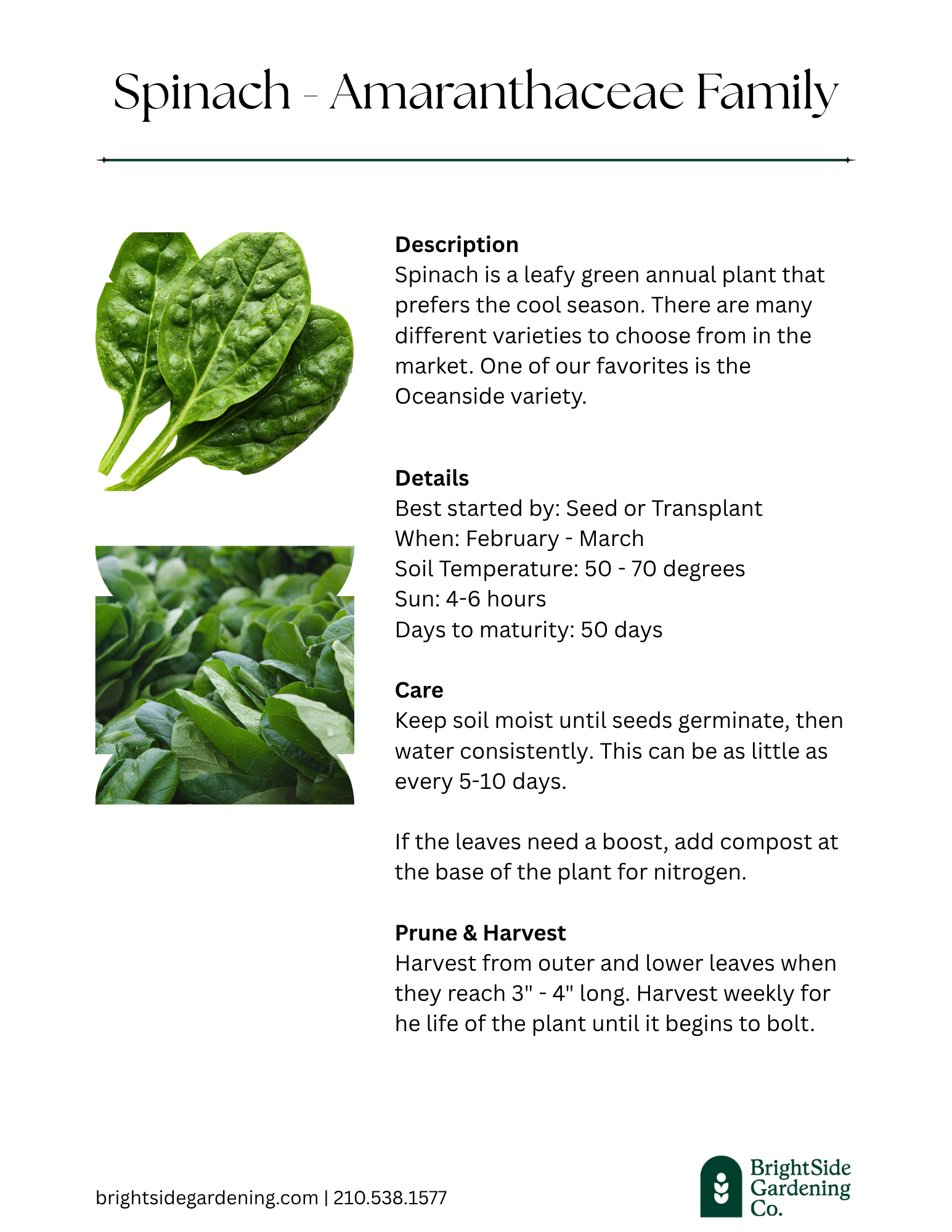 Cool - Spinach.png