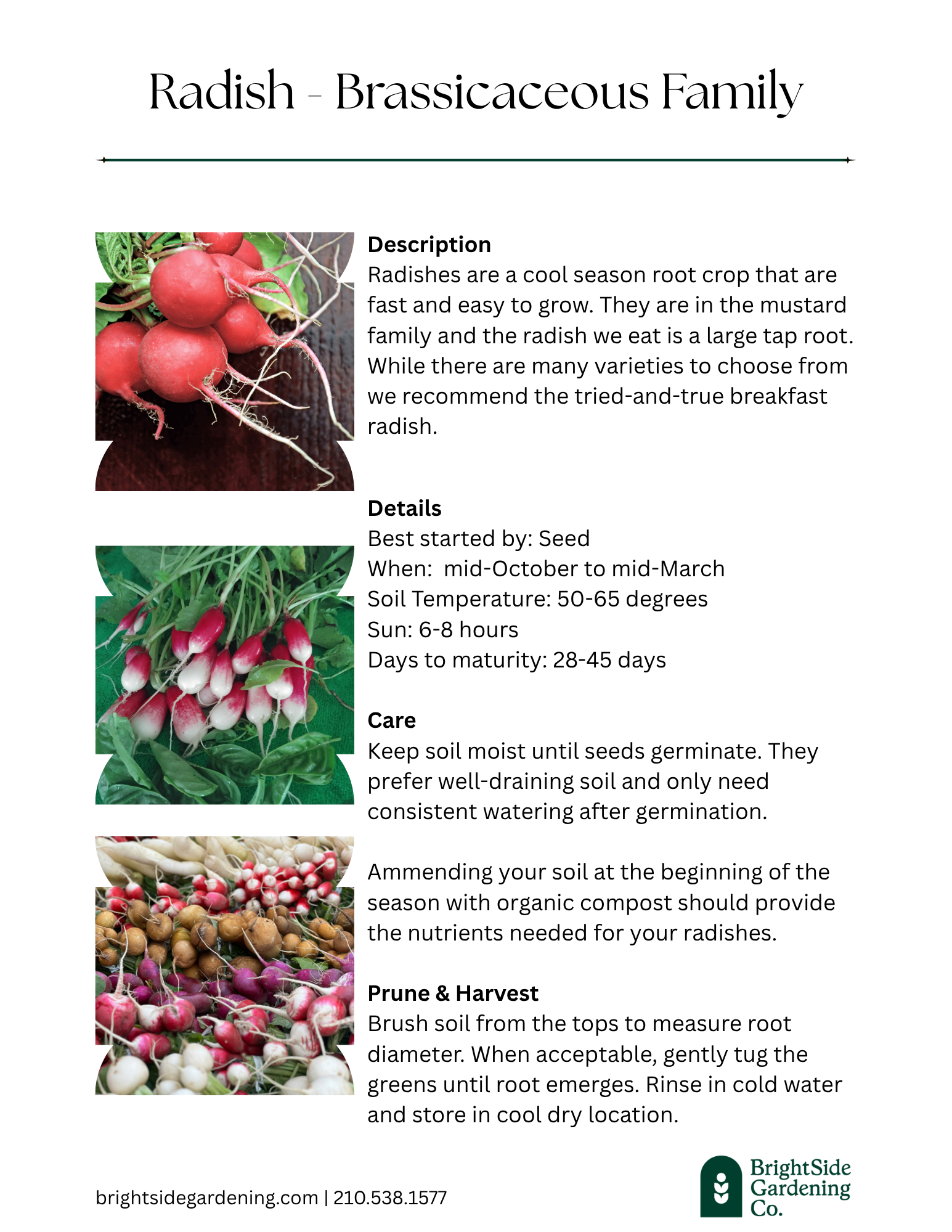 Cool - Radish.png