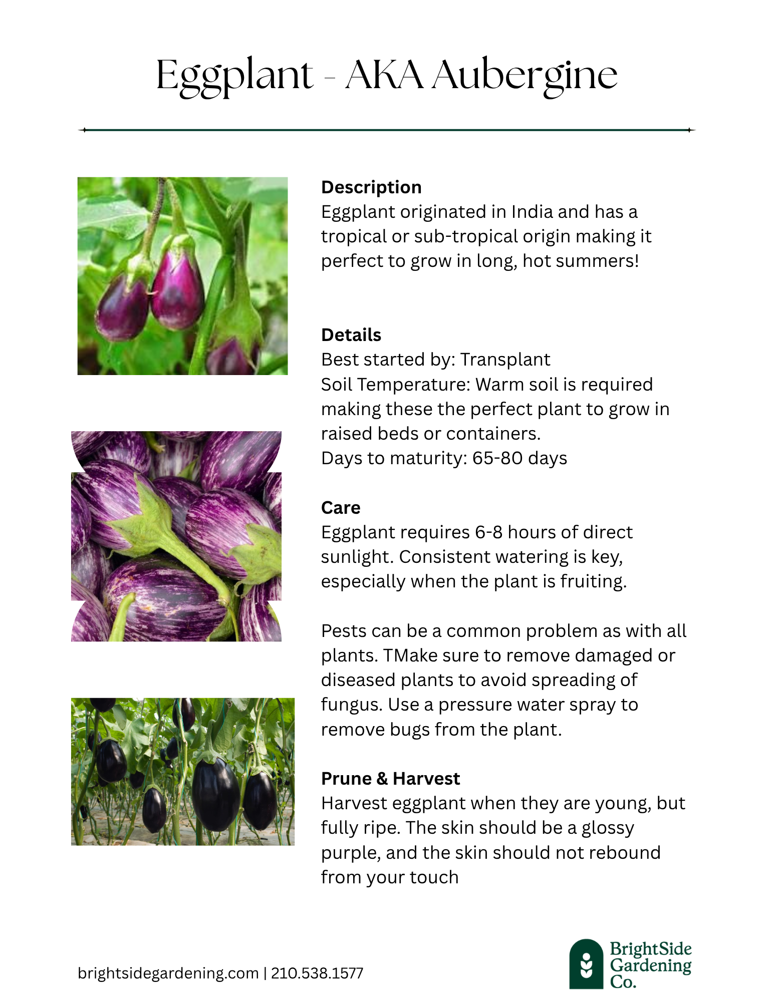 _Warm -Eggplant.png