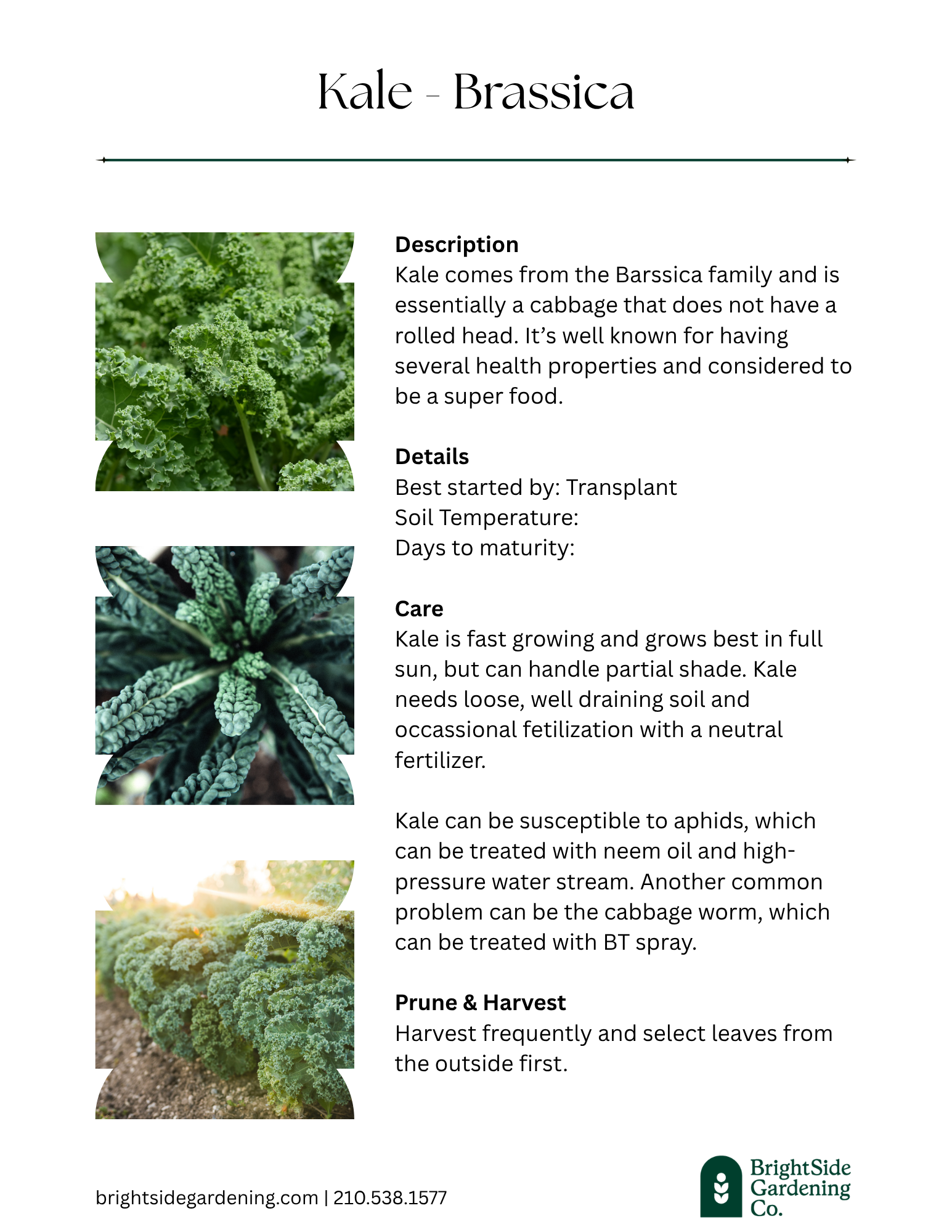 Cool - Kale.png
