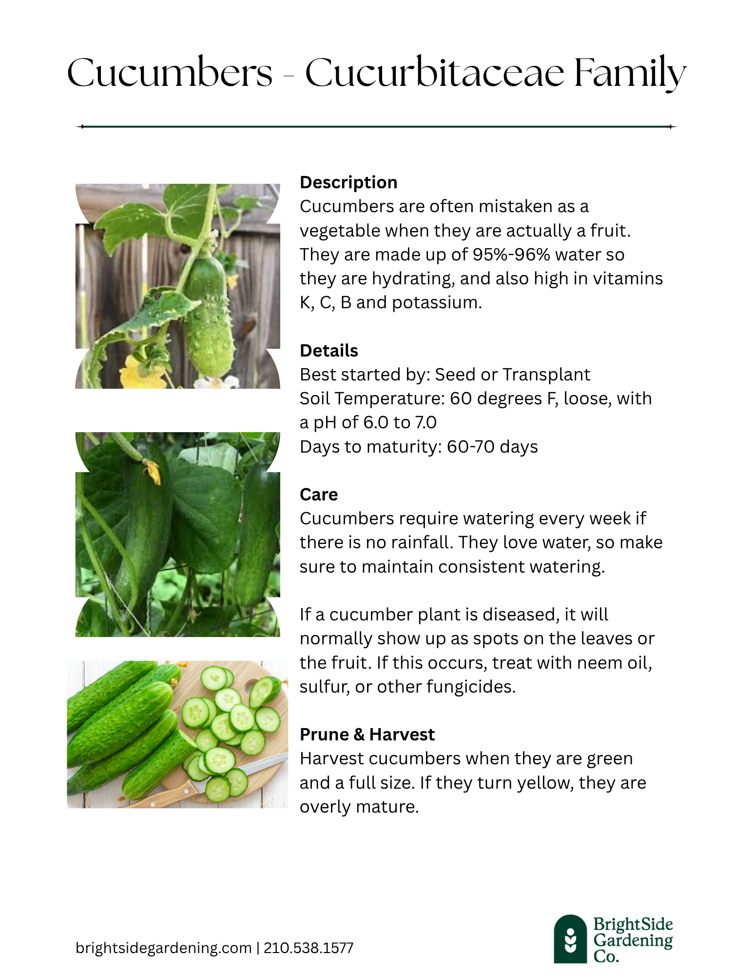 Warm - Cucumbers.png