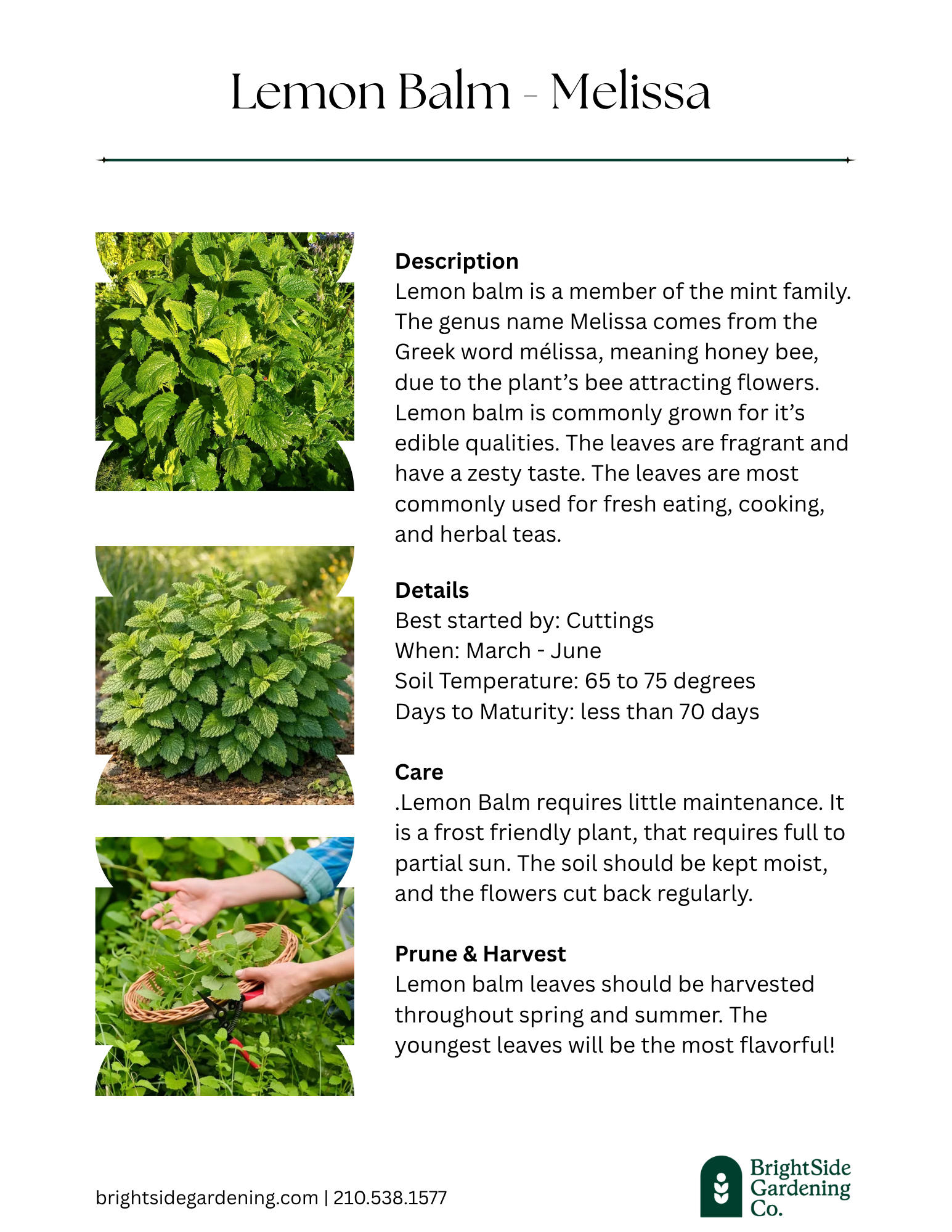 Lemon Balm.png