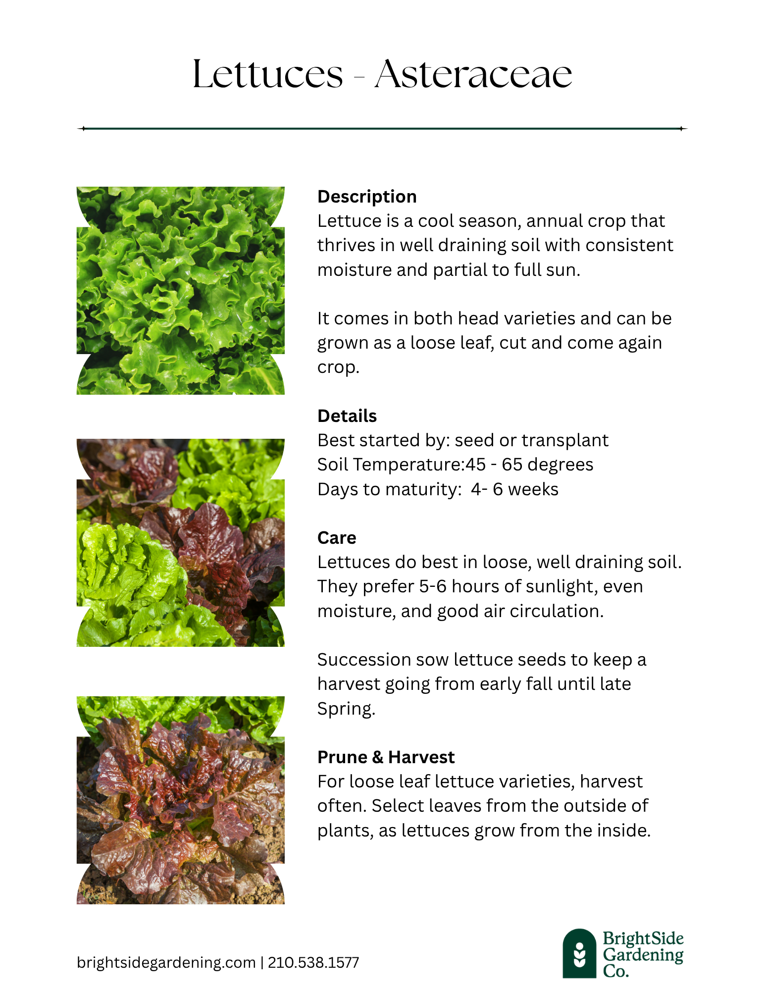 Cool Lettuces - Many Varieties.png